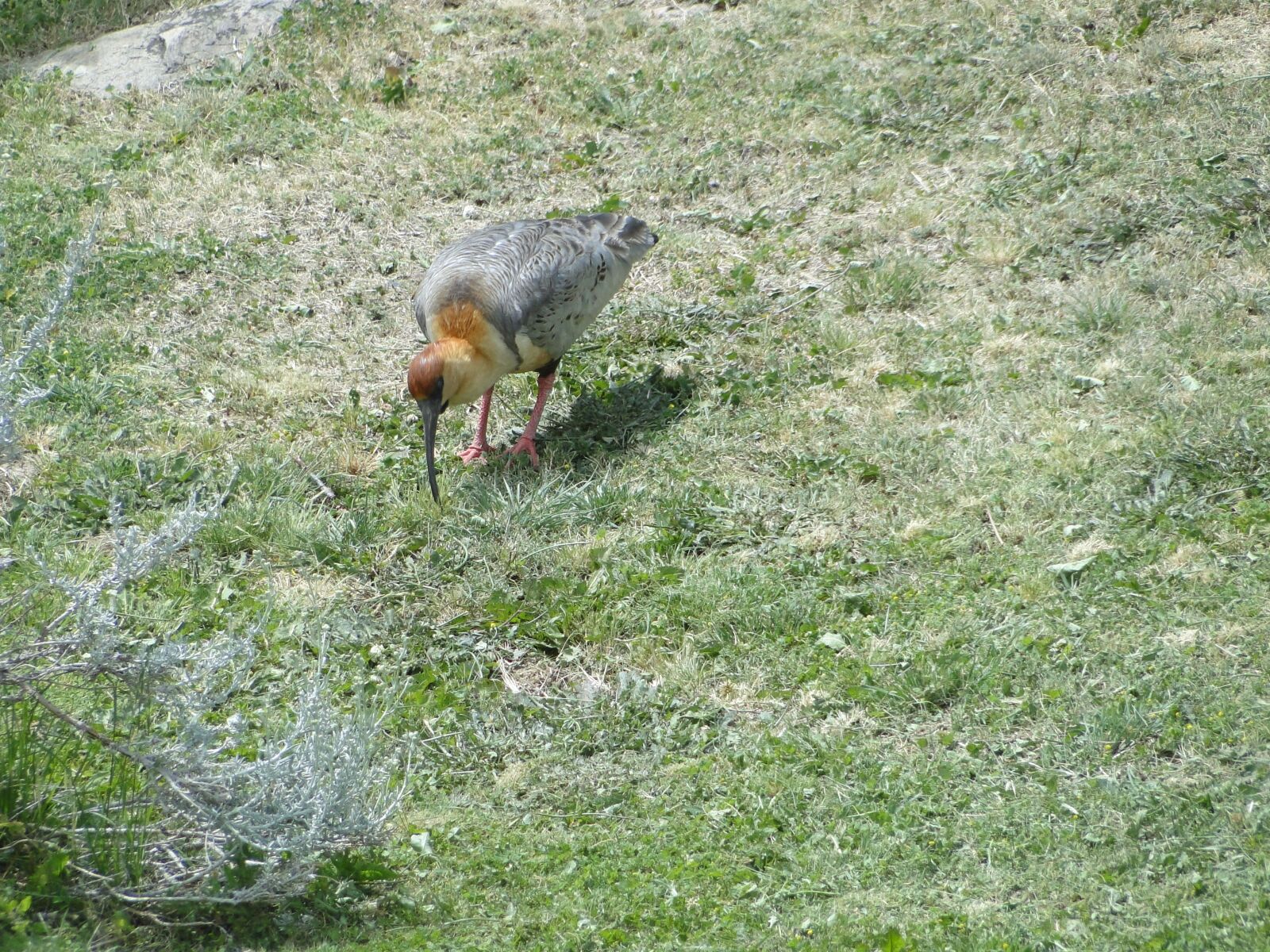 Sony Cyber-shot DSC-HX1 sample photo. Bandurrias, birds, patagonia photography