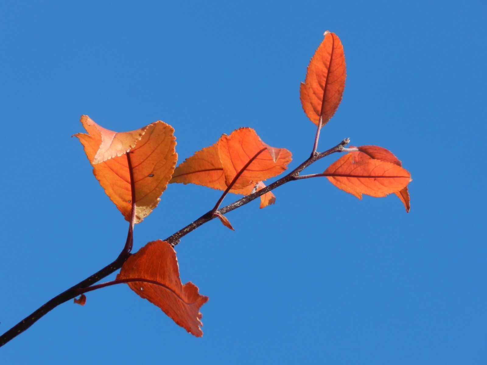 Nikon Coolpix P500 sample photo. Single, branch, nature photography