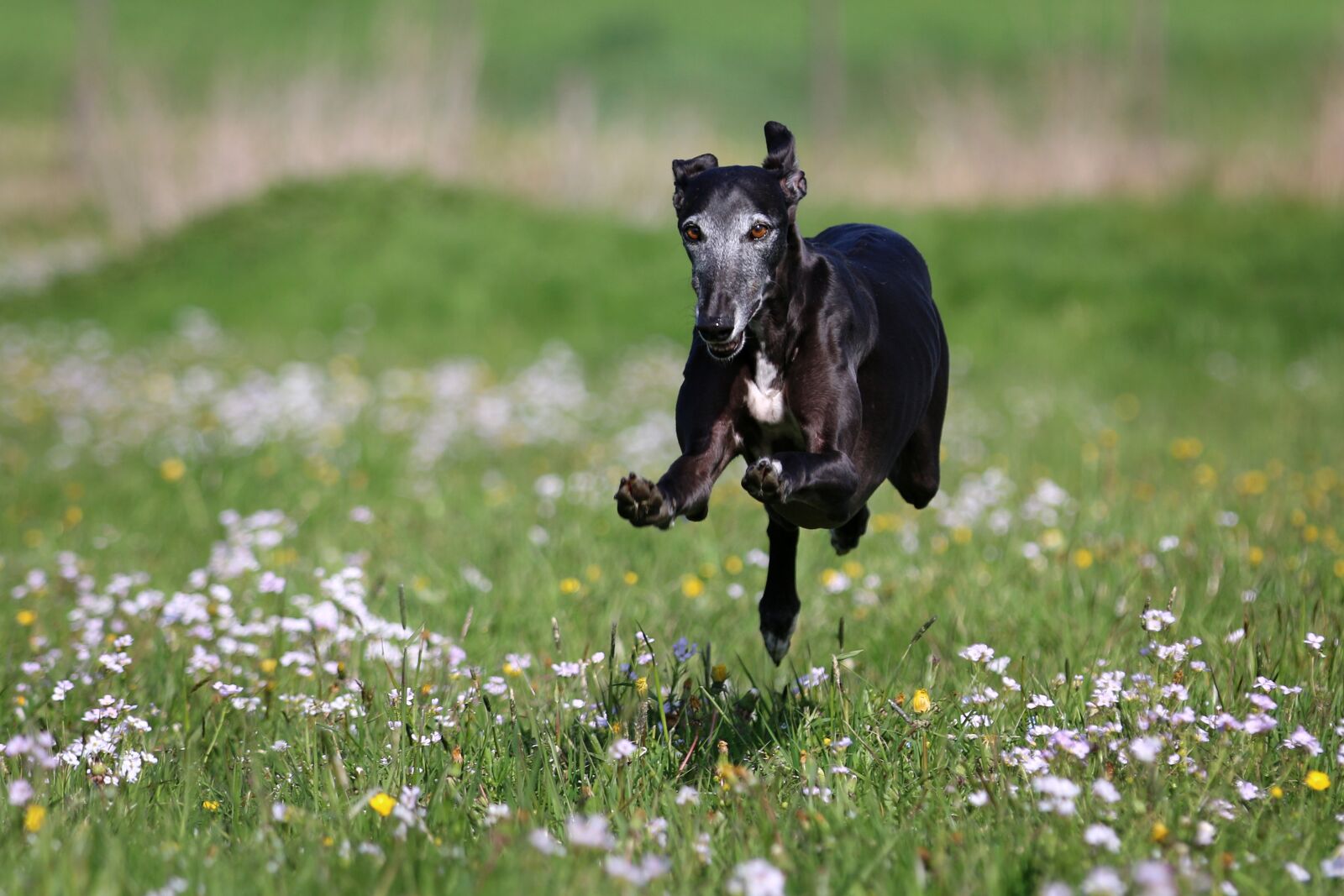 Canon EOS 70D + Canon EF 70-200mm F2.8L IS II USM sample photo. Galgo, race, joy of photography