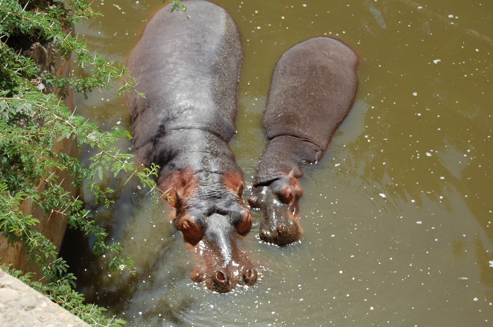 Nikon D40 sample photo. Hippopotamus, africa, lake photography
