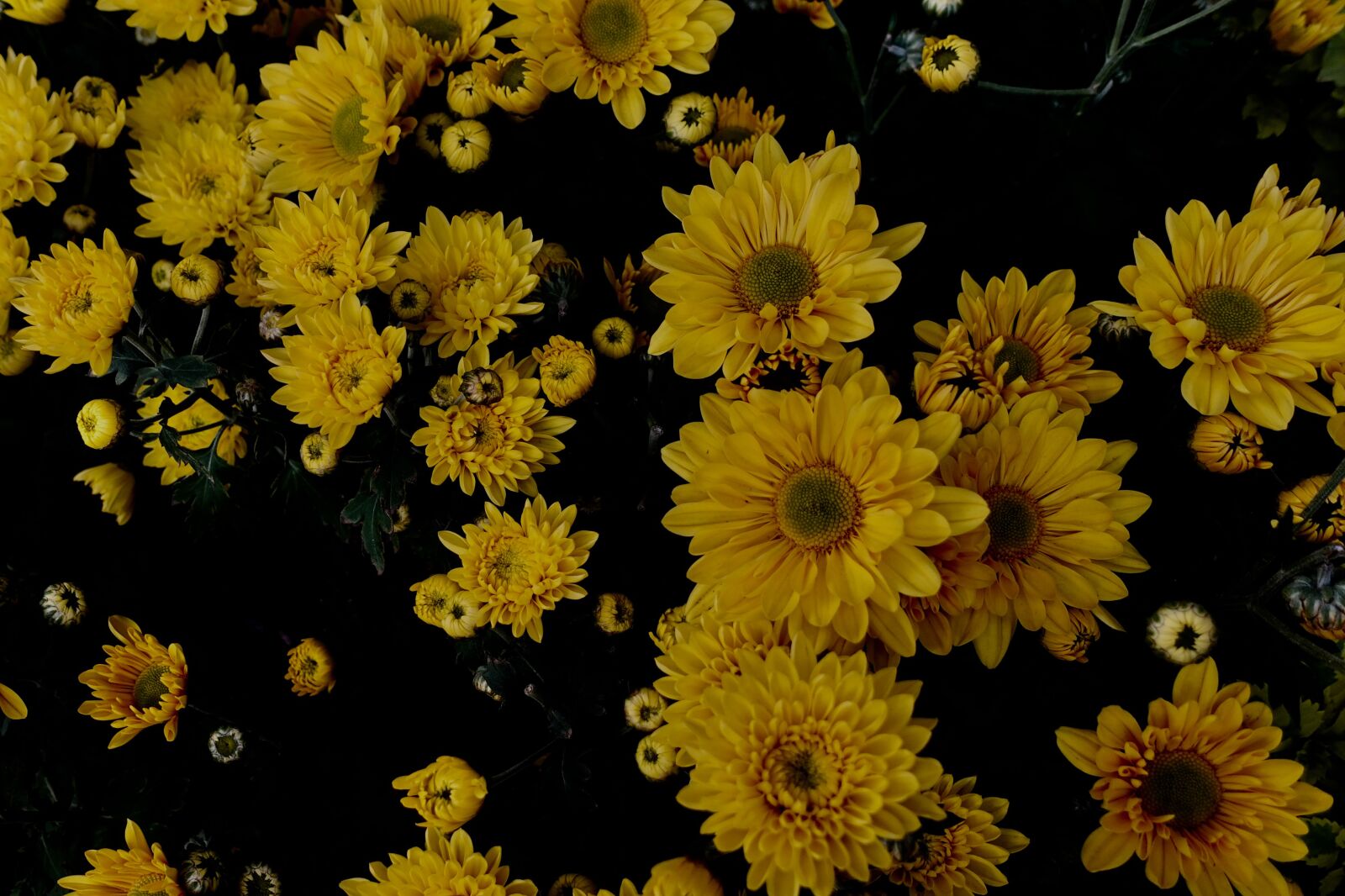 Sony DSC-RX100M5A sample photo. Flowers, night, bloom photography