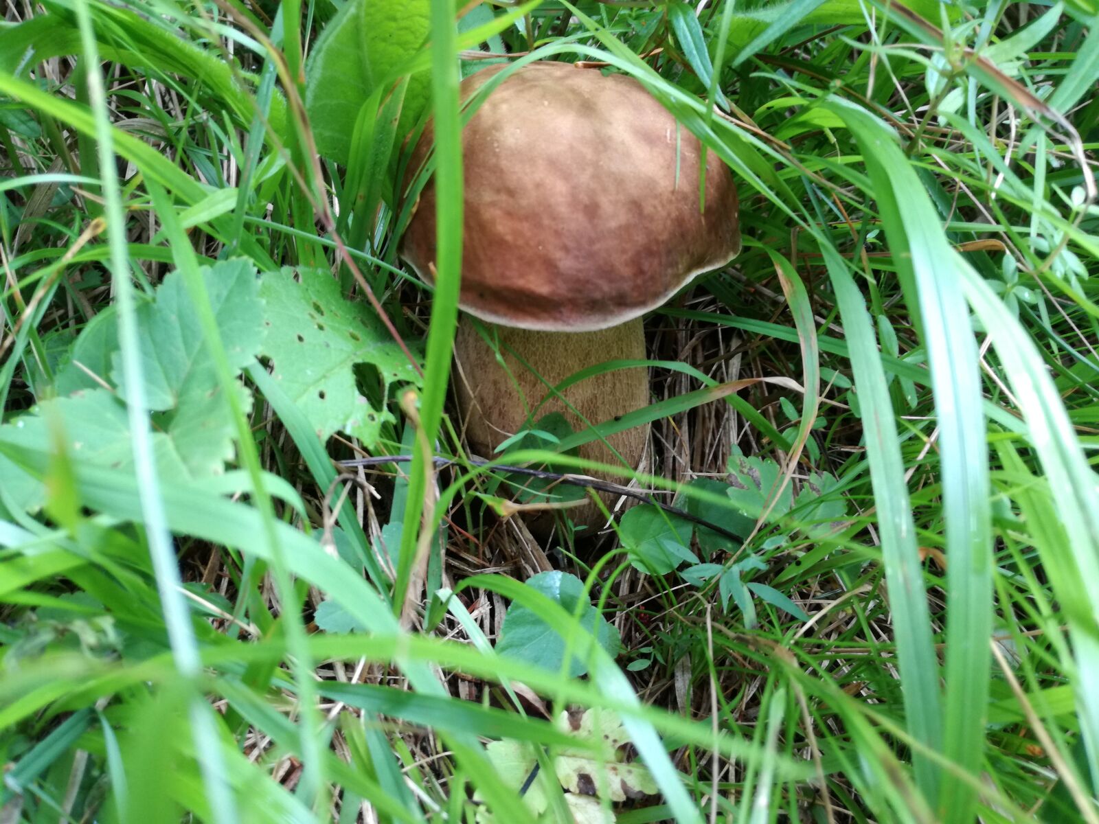 HUAWEI P9 LITE sample photo. Mushrooms, boletus, nature photography