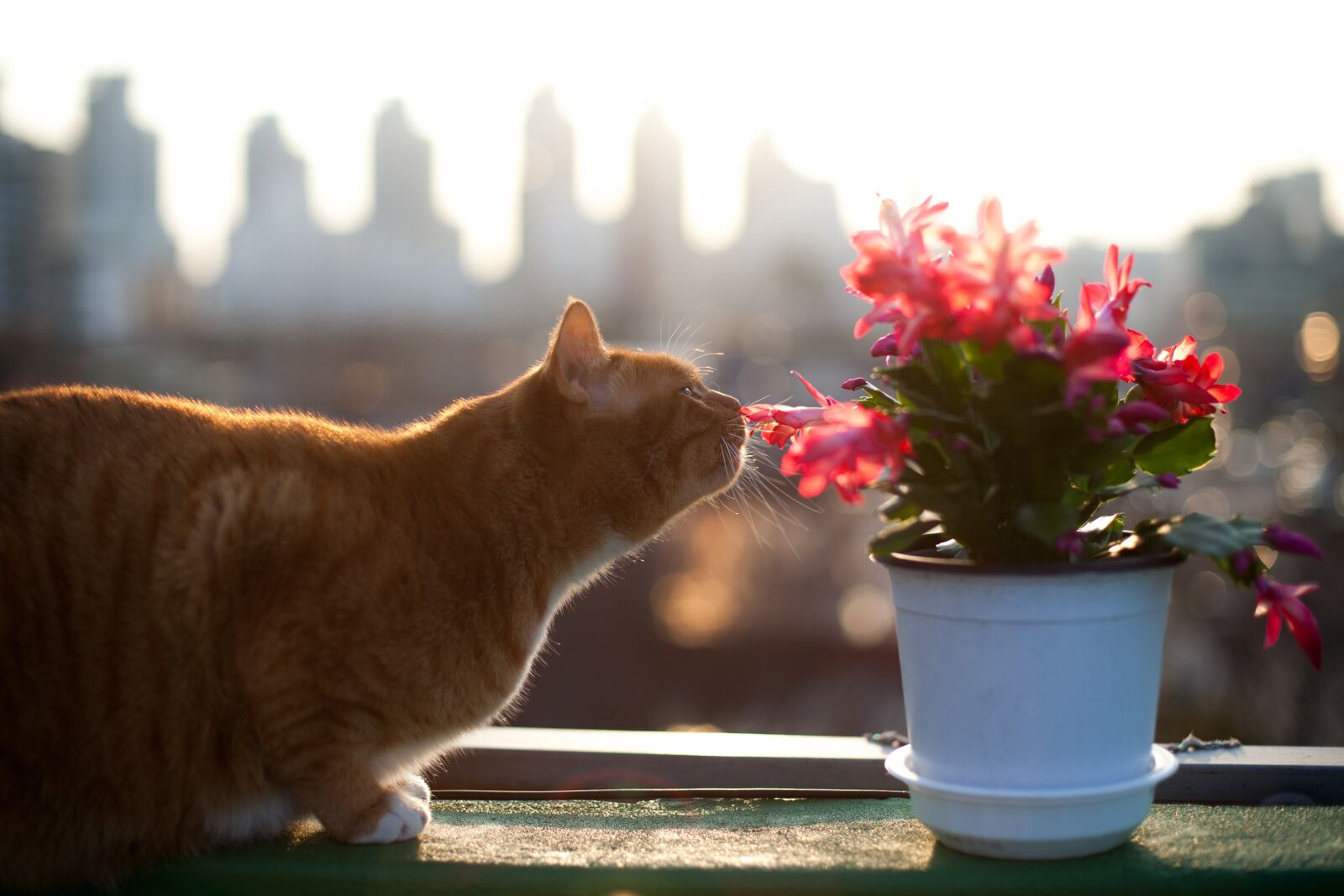 Canon EOS 5D Mark II sample photo. Cat, cats, pet photography