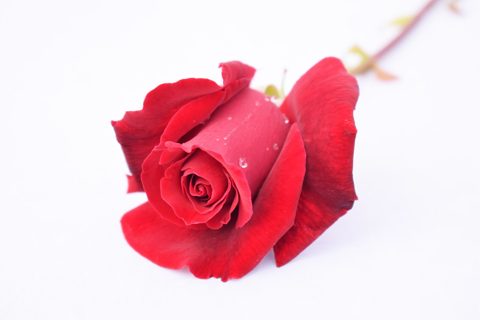 Nikon D3300 sample photo. Rose, red, flower photography