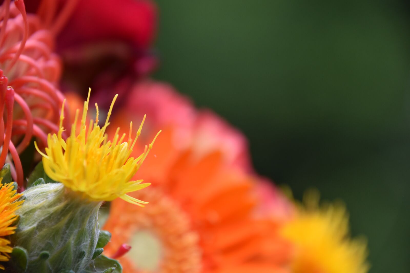 Nikon D5600 sample photo. Flowers, orange, nature photography