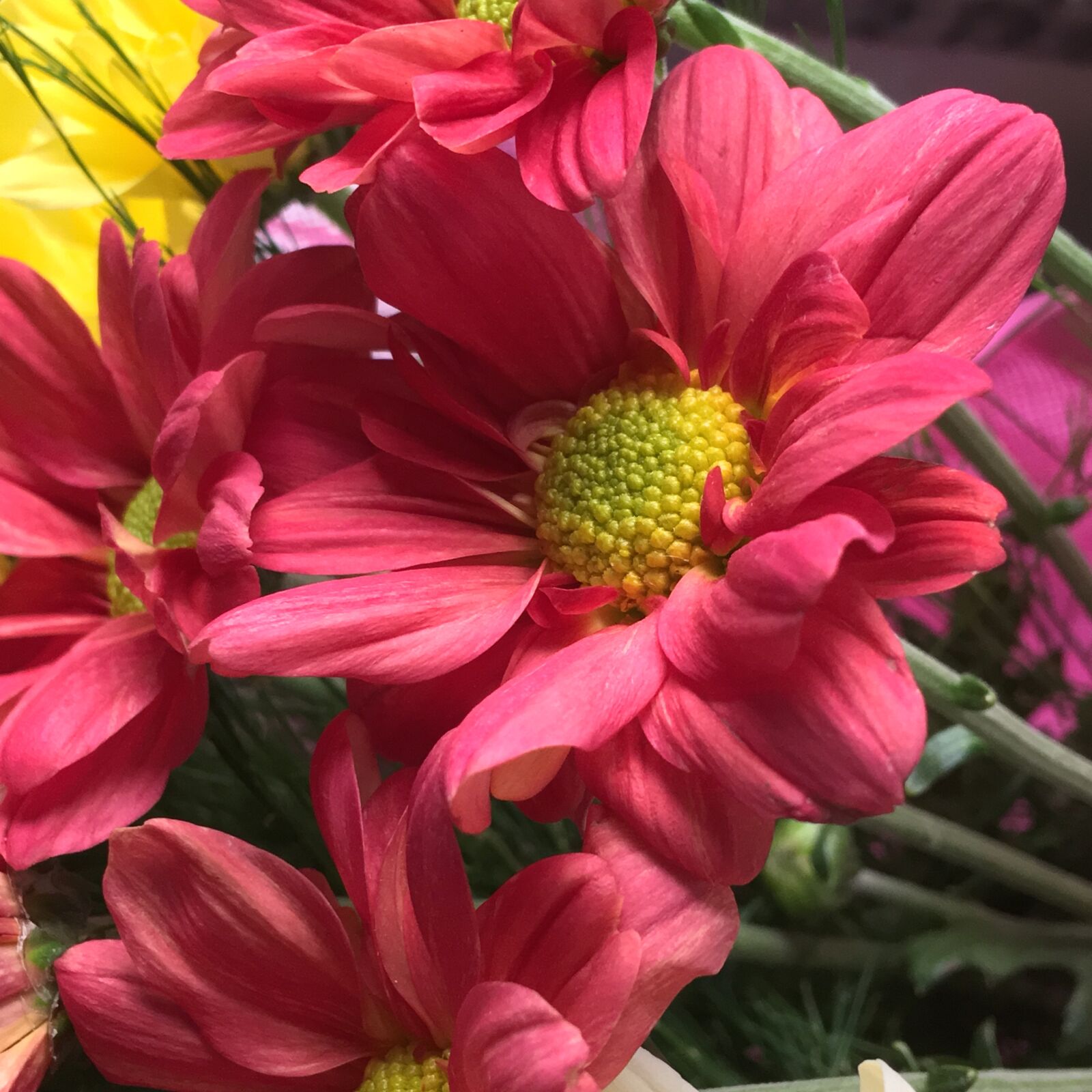 Apple iPhone 6s Plus sample photo. Red flower, red petals photography