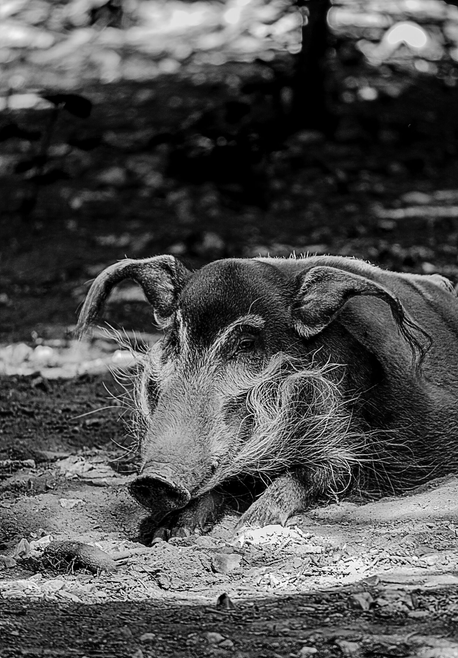 Nikon D7000 sample photo. Wild boar, animals, boar photography