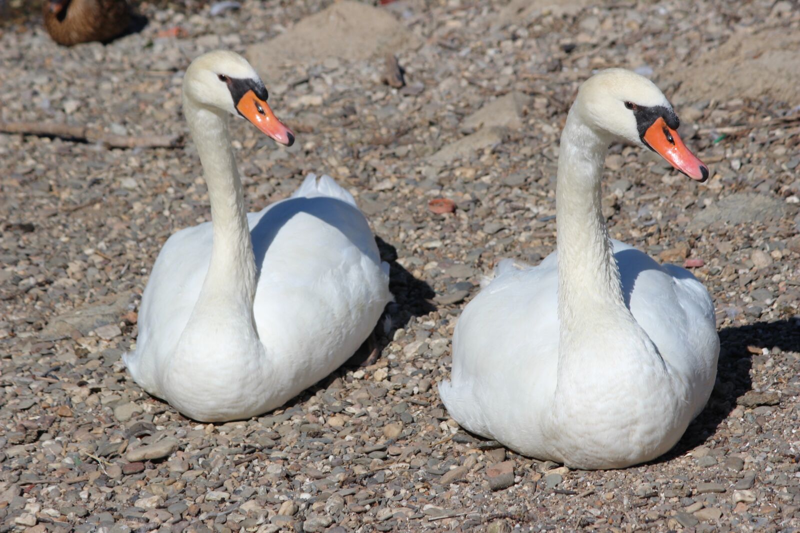 Canon EOS 600D (Rebel EOS T3i / EOS Kiss X5) sample photo. Swan, bird, neck photography