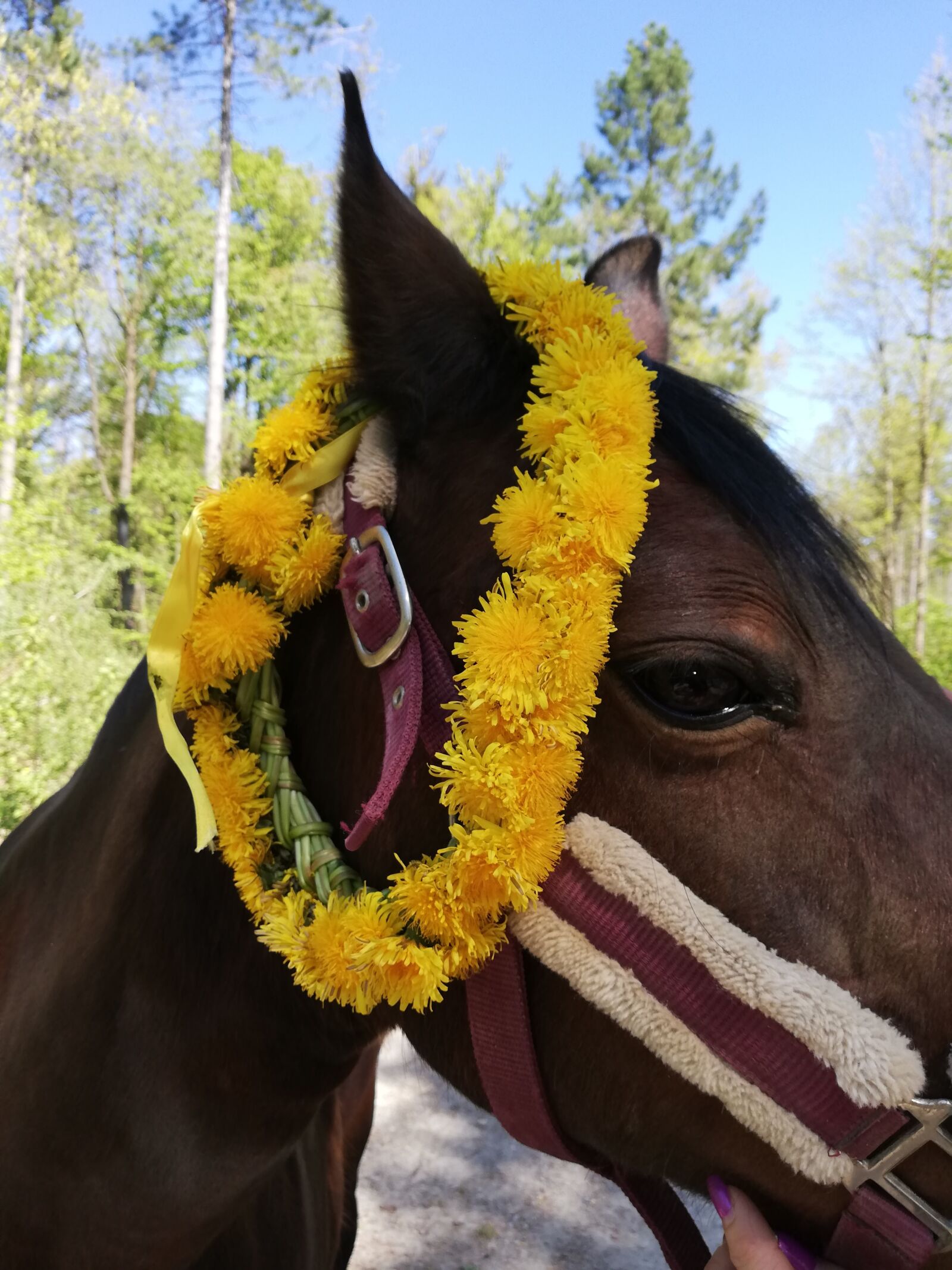 HUAWEI P20 lite sample photo. Horse, blűtenkranz, eye photography