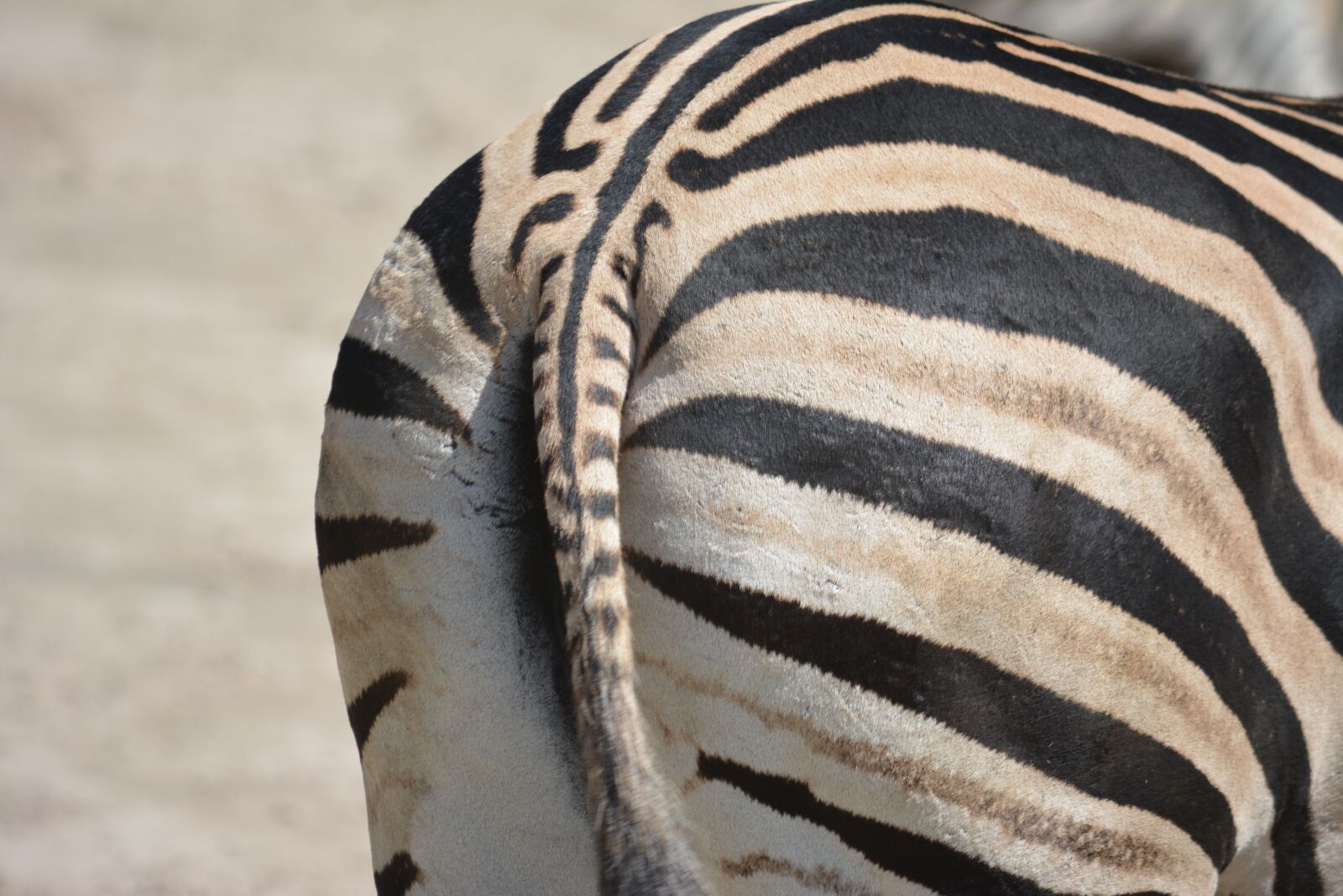 Nikon D5200 sample photo. Animal, zebra, from the photography