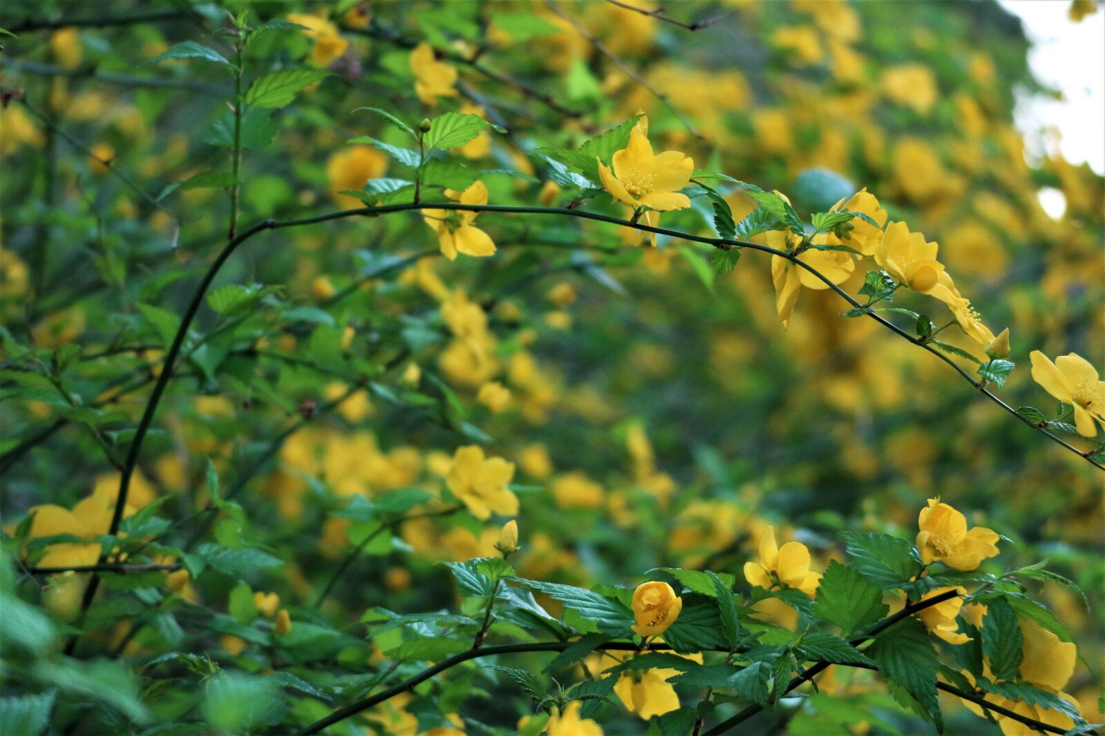 Canon EOS M10 + Canon EF-M 55-200mm F4.5-6.3 IS STM sample photo. Yellow, spring, flowers photography
