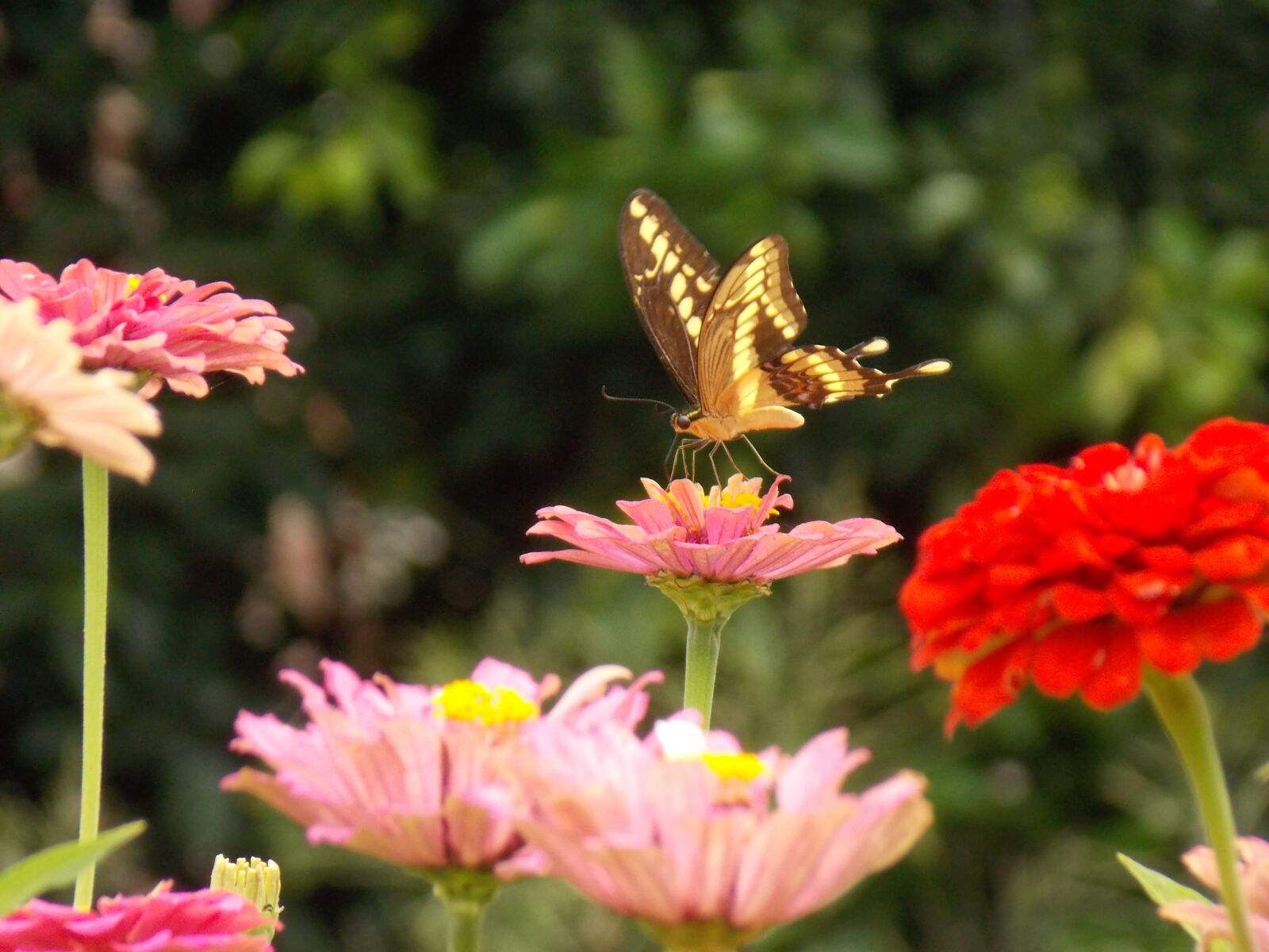 Nikon COOLPIX L320 sample photo. Nature, butterfly, flowers photography