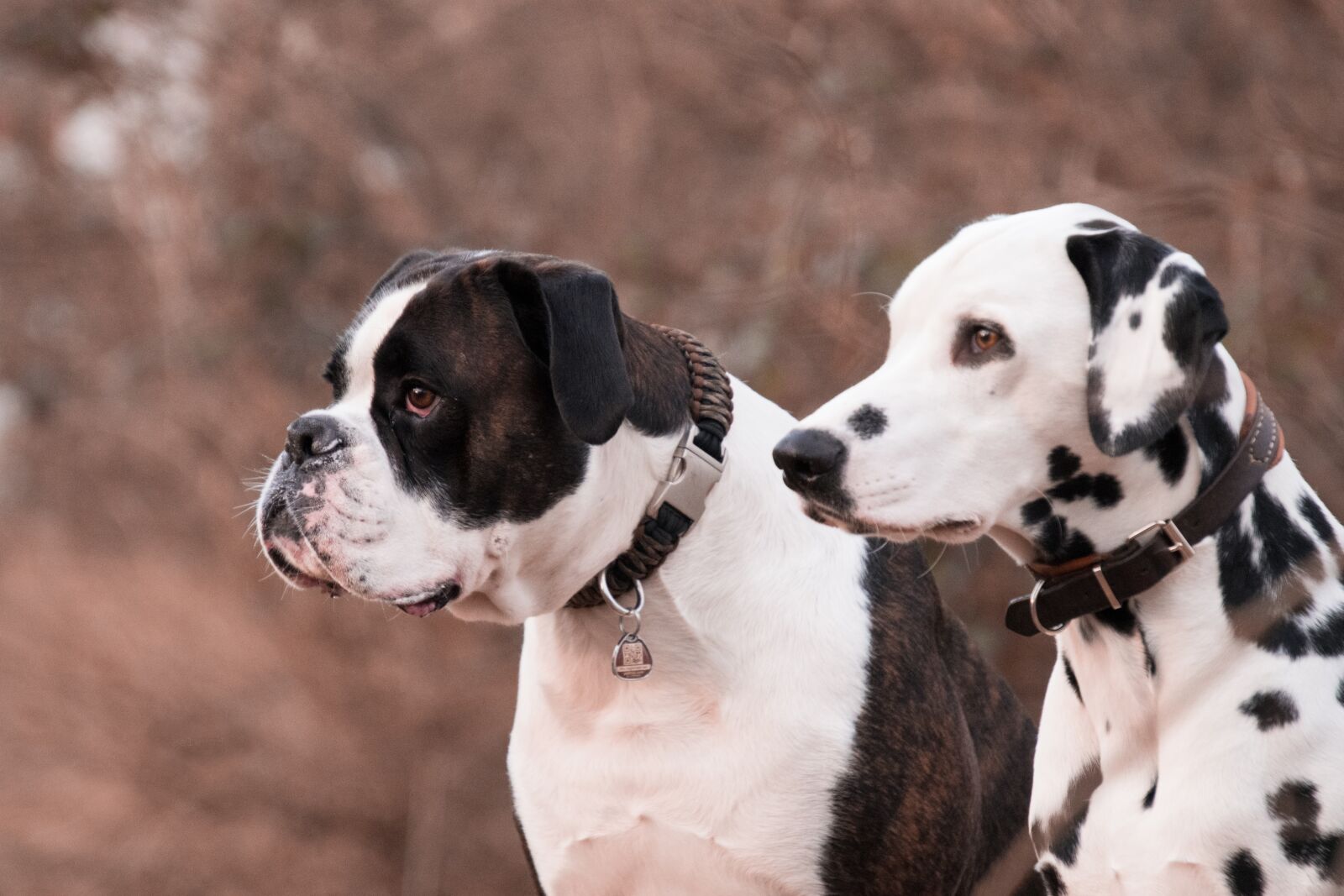 Nikon D3300 sample photo. Dog, cute, animal photography