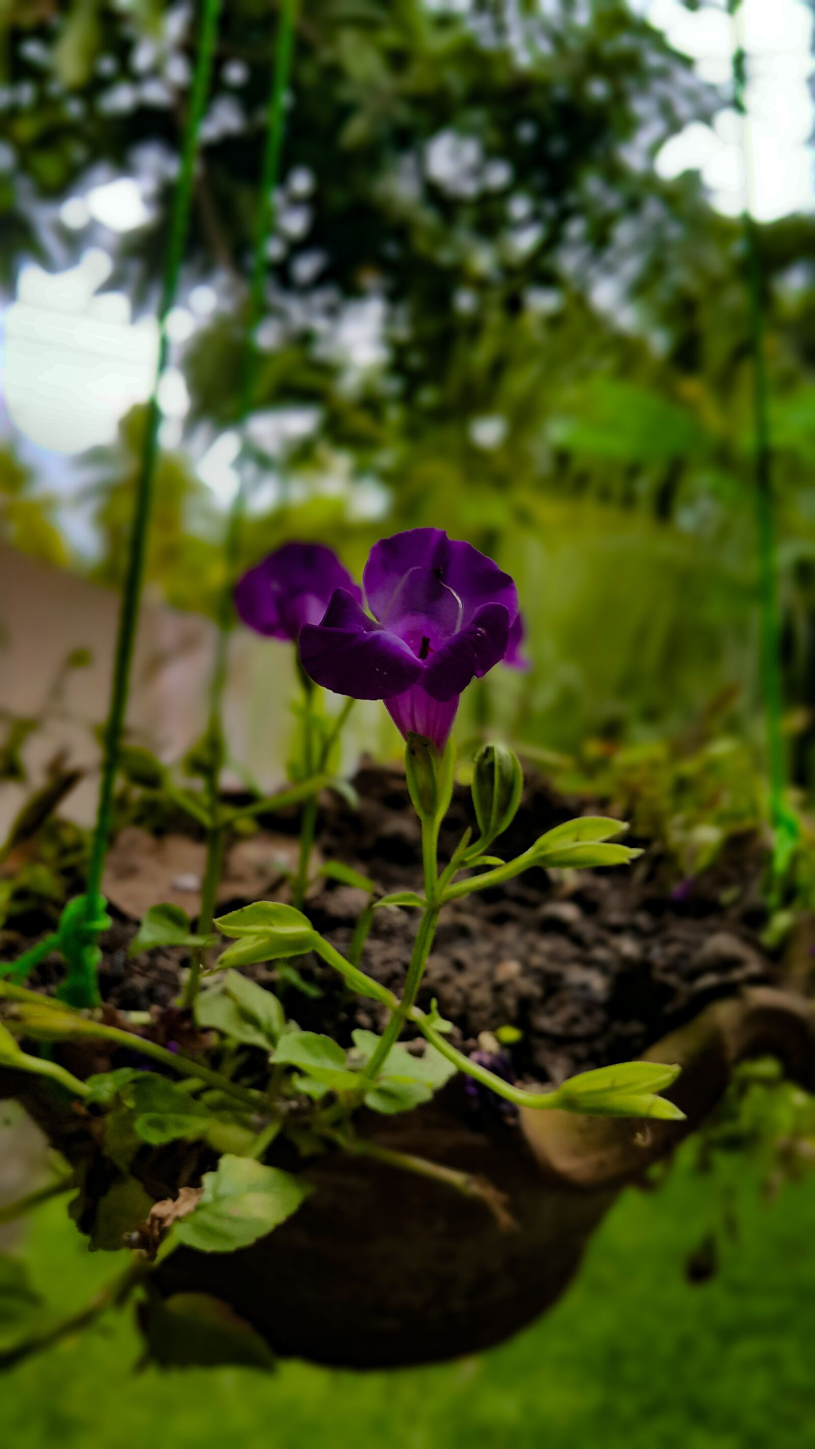 Samsung Galaxy Note4 sample photo. Flower, lonely, purple photography