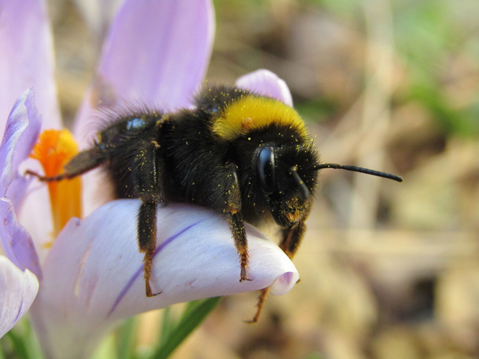 Canon PowerShot SX410 IS sample photo. Bourdon, hymenoptera, purple flower photography
