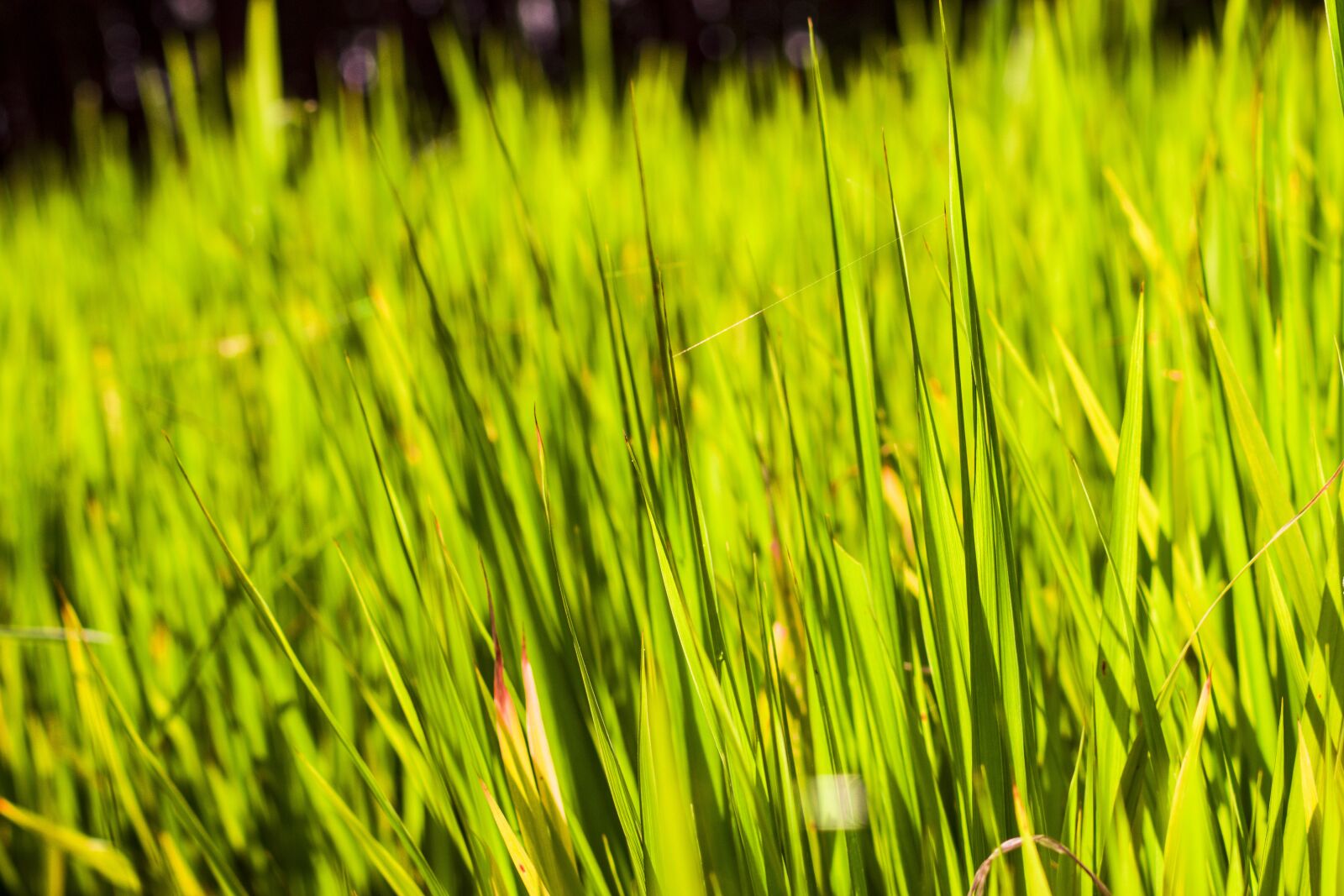 Nikon D3300 sample photo. Green, grass, nature photography