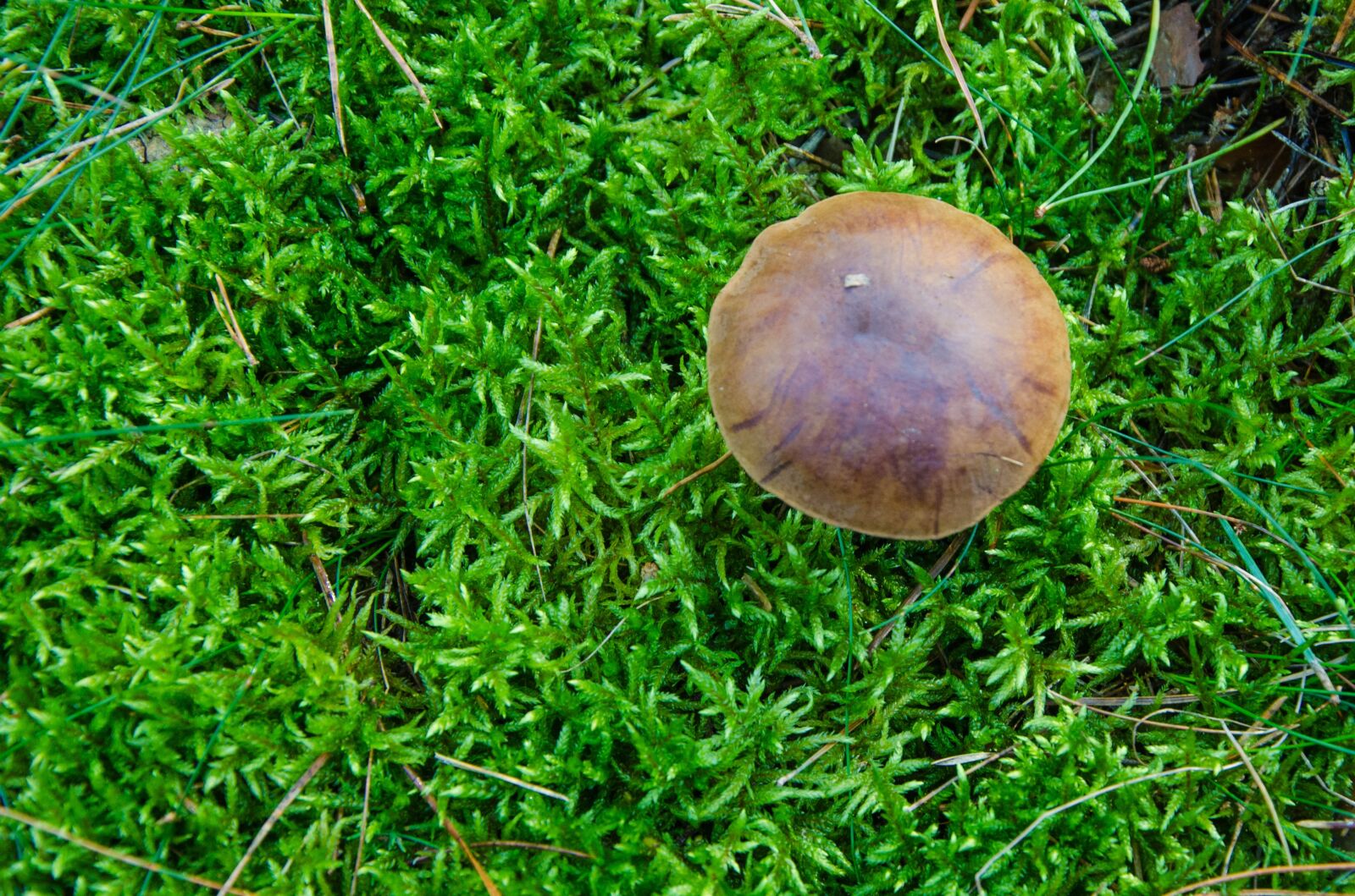 Nikon D5100 sample photo. Boletus-boletus, chestnut, mushroom photography