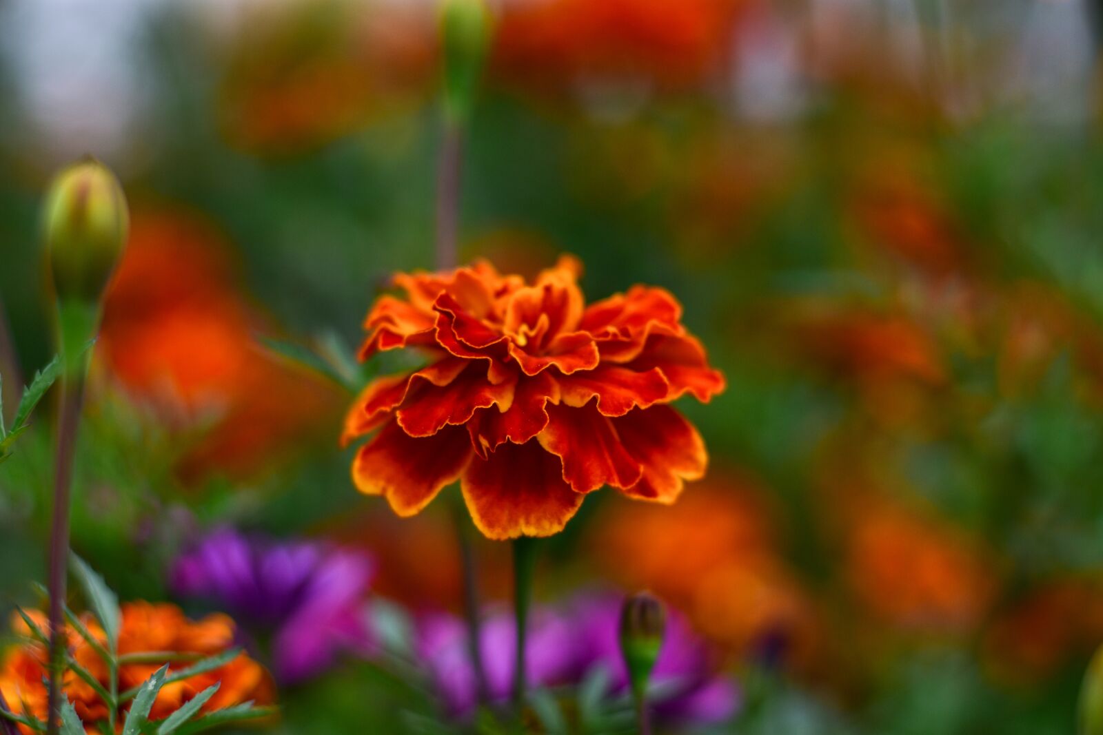 Nikon D3400 sample photo. Nature, flowers, garden photography