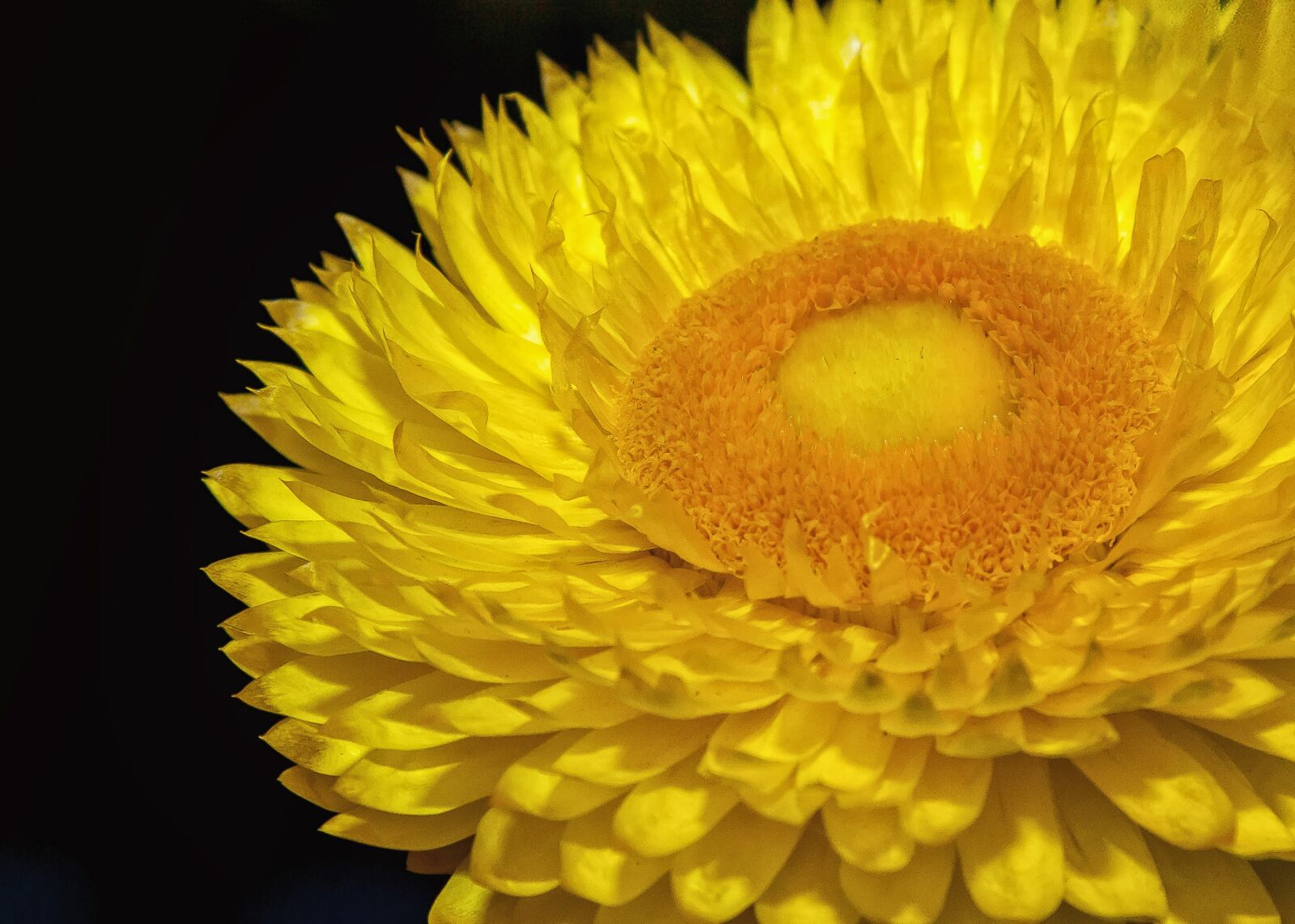Canon EOS 50D + Canon EF 24-105mm F4L IS USM sample photo. Italicum, flower, blossom photography