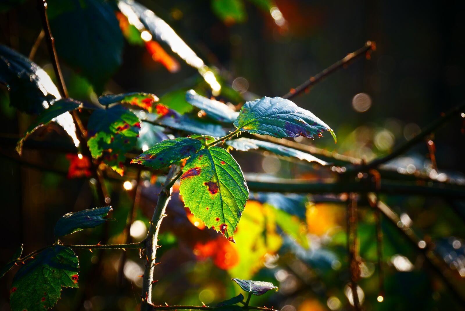 Panasonic Lumix DMC-G85 (Lumix DMC-G80) sample photo. Sheet, leaves, autumn photography