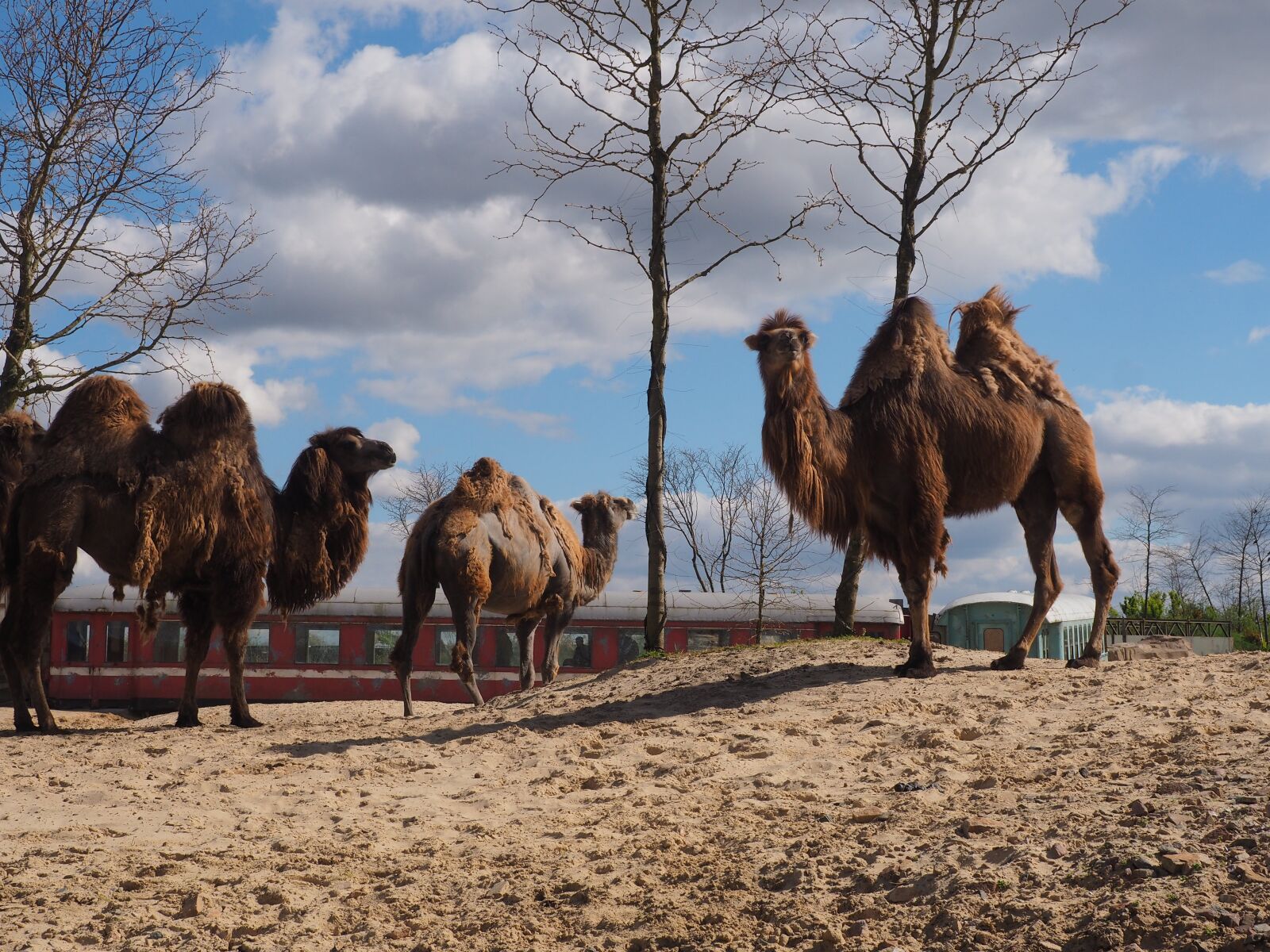 Olympus M.Zuiko Digital 14-42mm F3.5-5.6 II R sample photo. Camels, zoo, animals photography