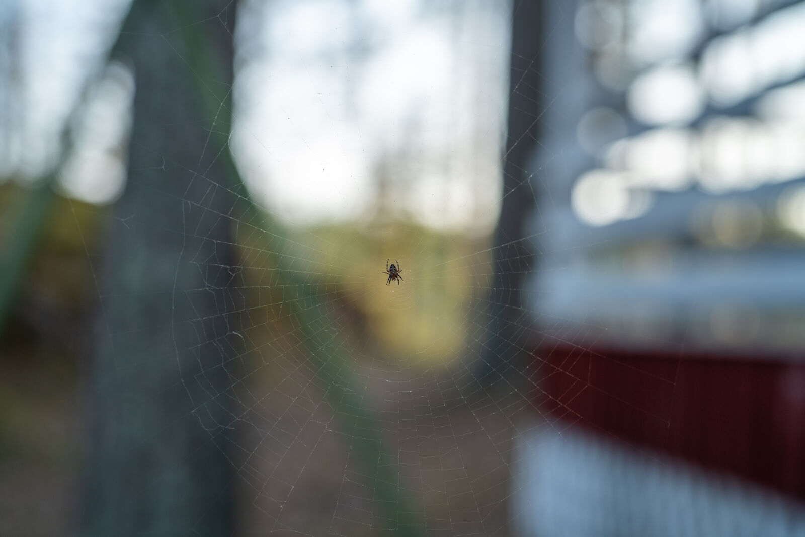 Sony FE 50mm F1.2 GM sample photo. Spiderweb at the most photography