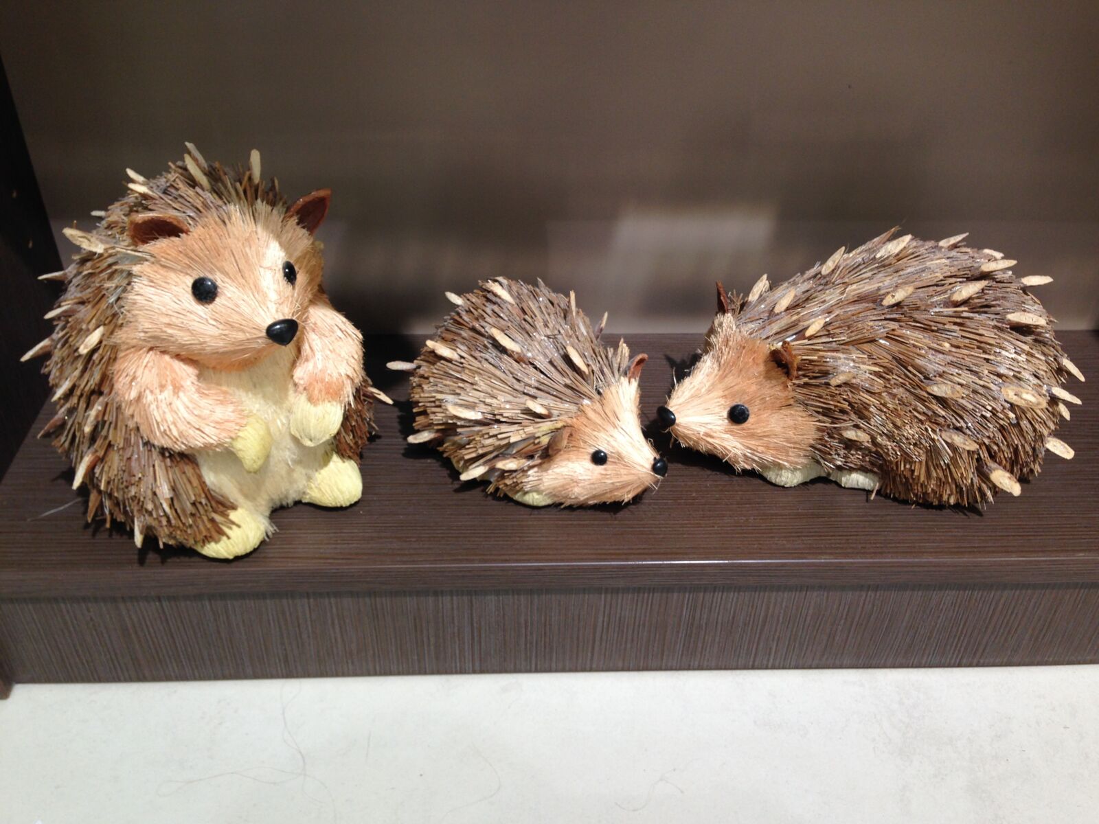 iPhone 5c back camera 4.12mm f/2.4 sample photo. Animals, hedgehogs, land animals photography
