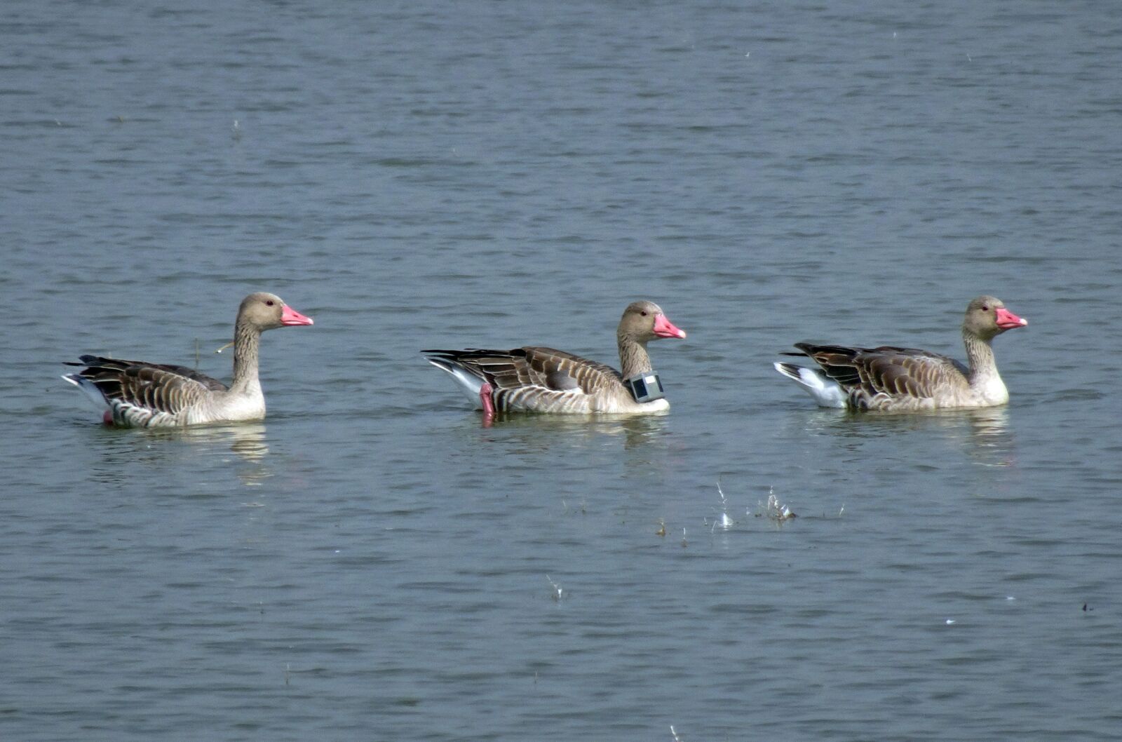Sony Cyber-shot DSC-HX90V sample photo. Bird, goose, greylag goose photography