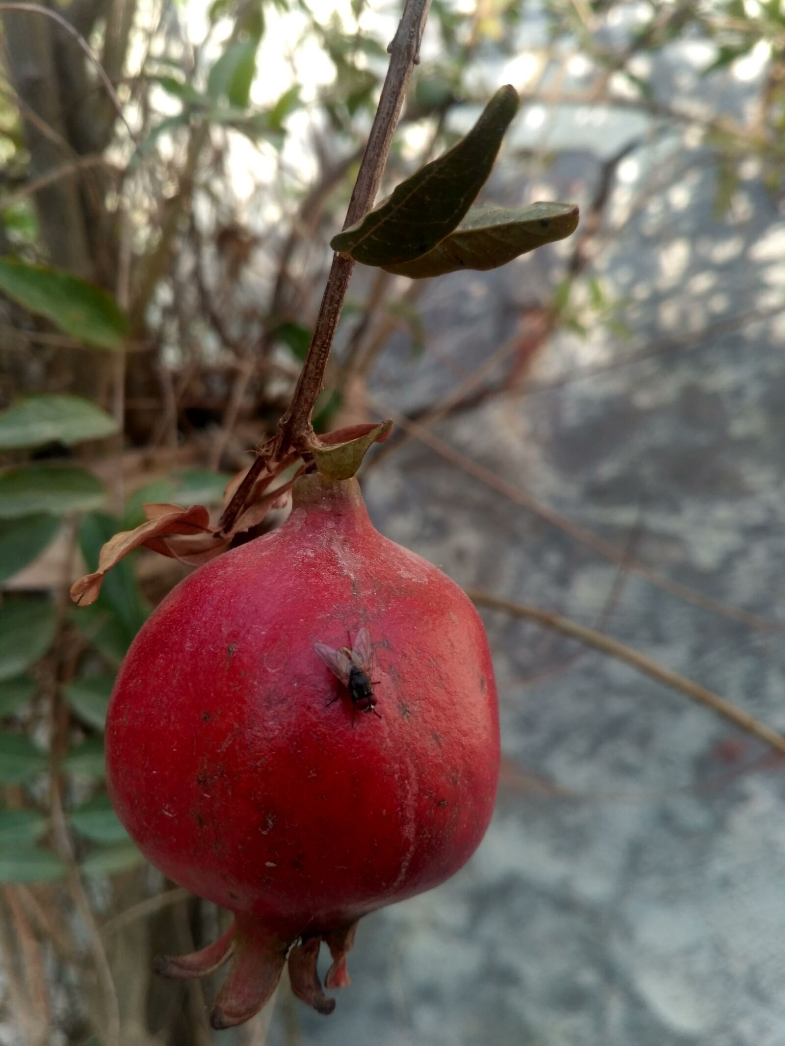 Xiaomi Redmi 3S sample photo. Fruit, leaf, tree photography