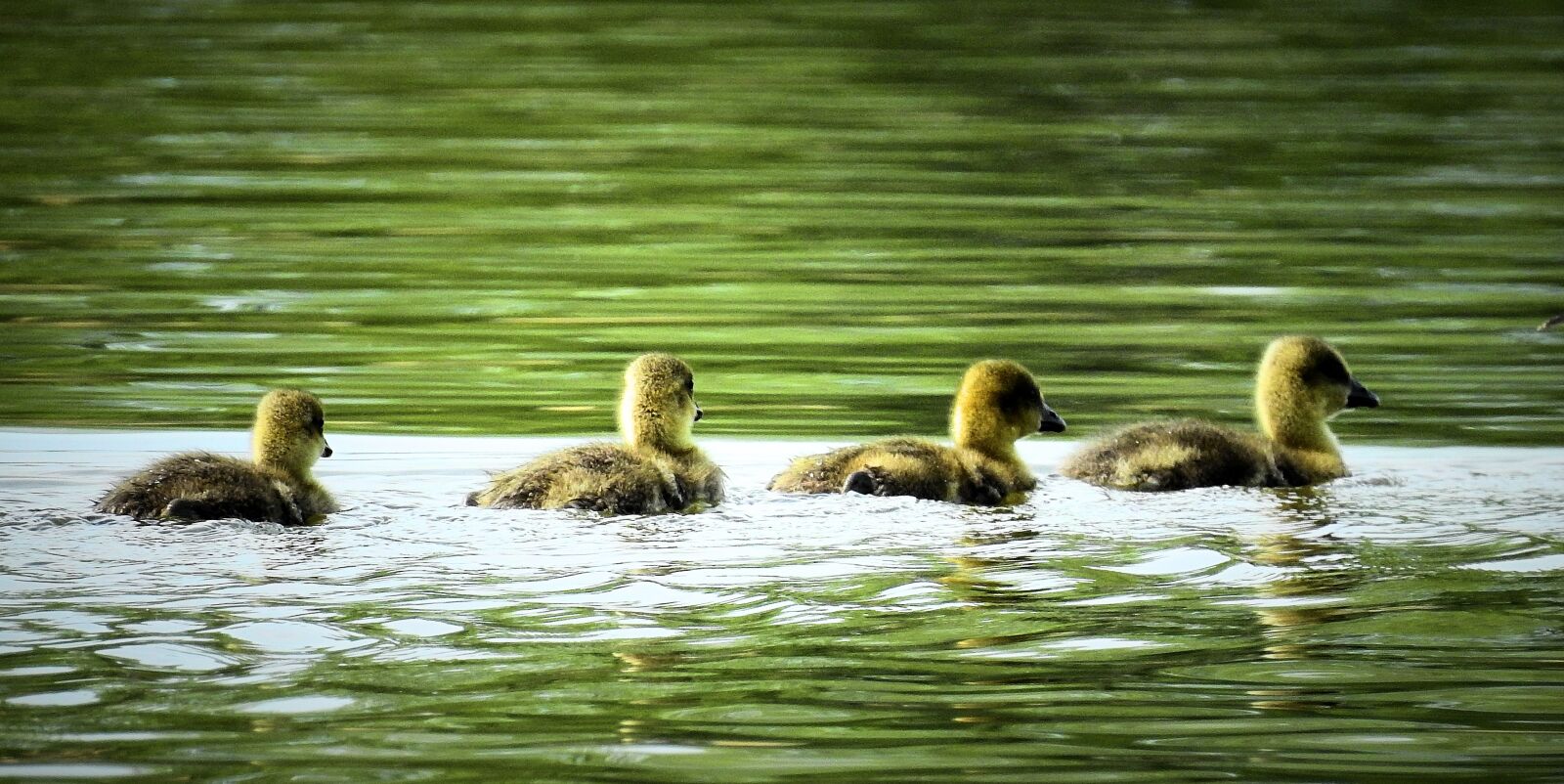 Nikon Coolpix P900 sample photo. Lake, nature, young geese photography
