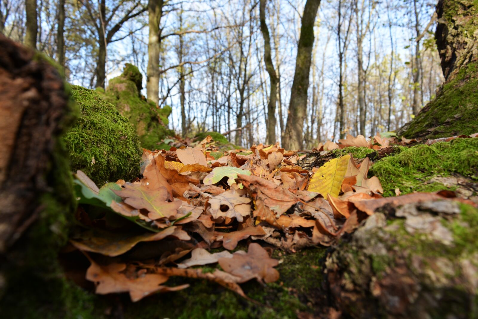 Nikon D5200 sample photo. Forest, nature, autumn photography