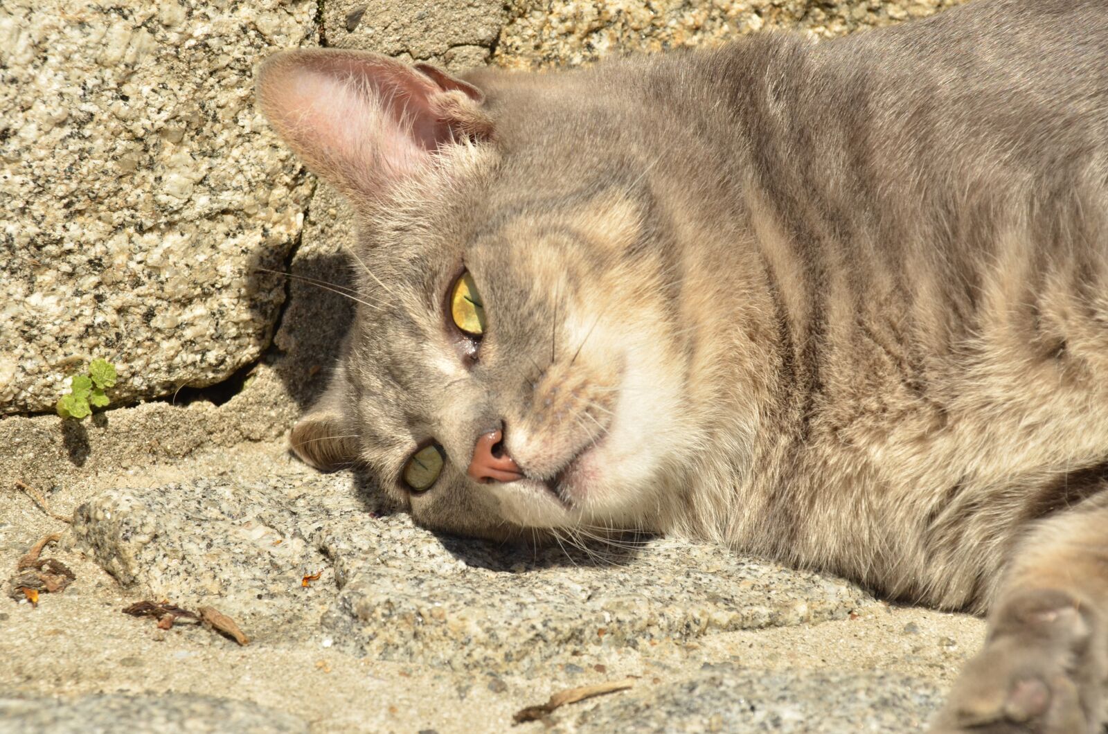 Nikon D7000 sample photo. Cat, pet, care photography