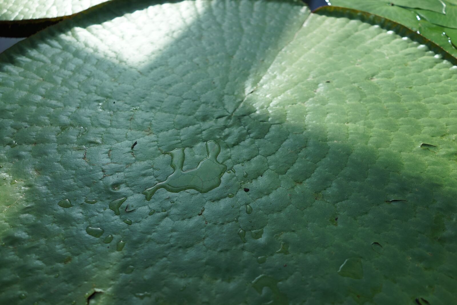 Sony Cyber-shot DSC-RX1R sample photo. Amazon giant water lily photography