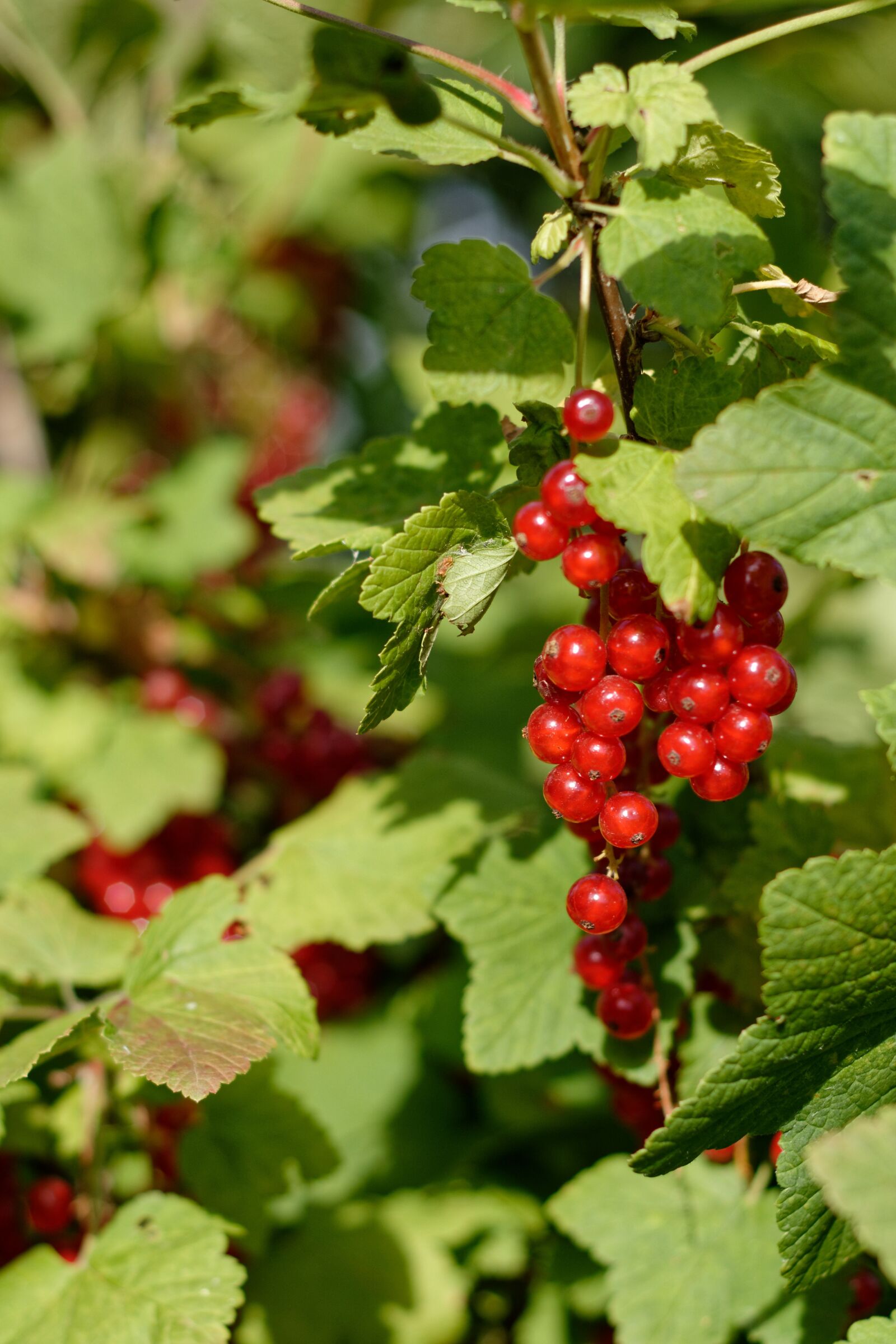 Nikon D5200 sample photo. Currant, fruit, red currant photography