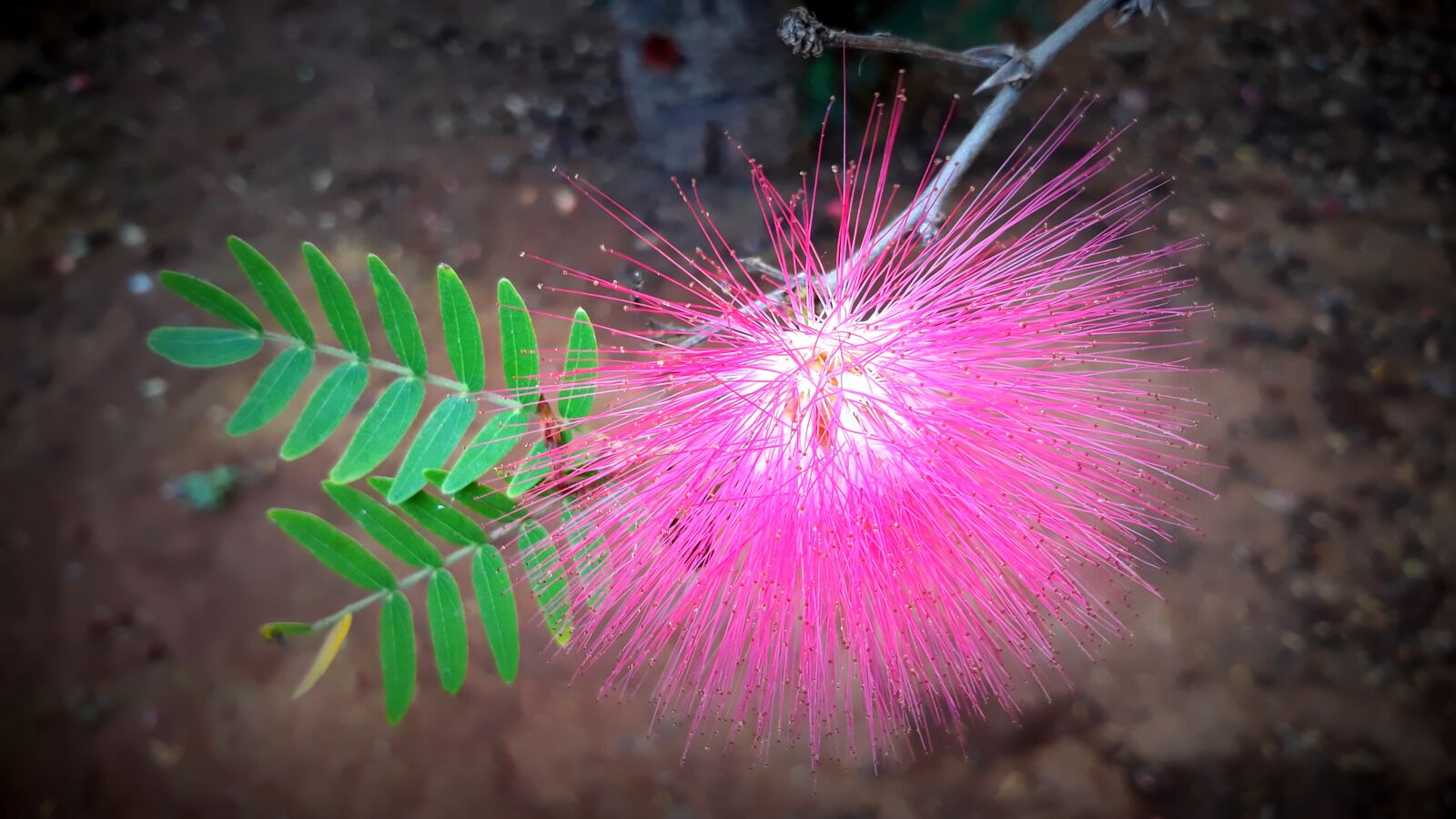 Samsung Galaxy J5 sample photo. Flower, plant, canary islands photography