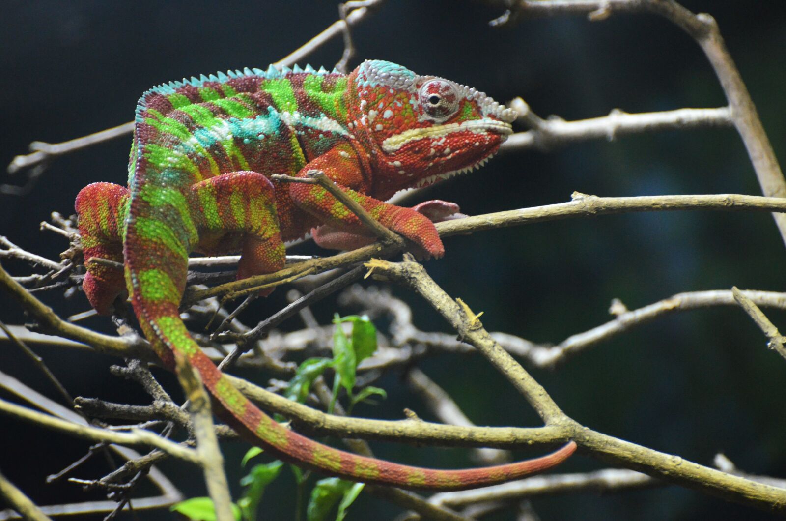 Nikon D5100 sample photo. Chameleon, vivarium, colors photography