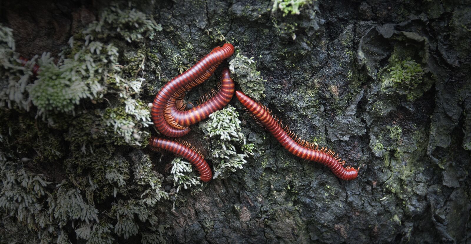 Nikon D80 sample photo. Millipede, nature, worm photography