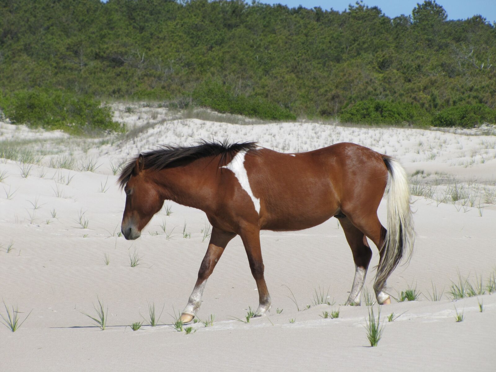 Canon PowerShot SX20 IS sample photo. Horse, wild, assateague island photography