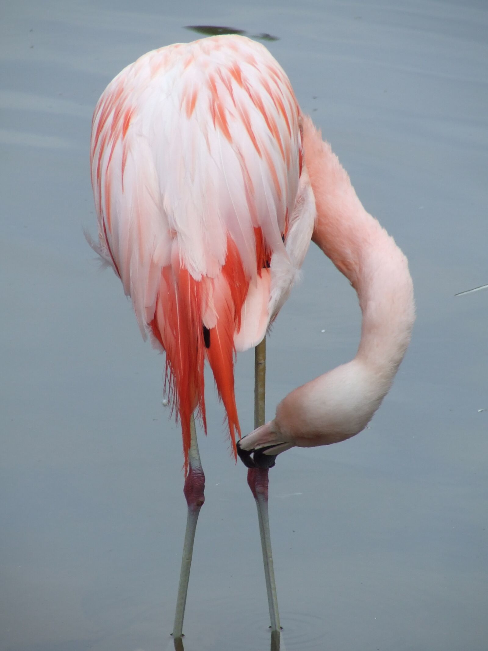 Fujifilm FinePix S5600 sample photo. Flamingo, bird, feather photography