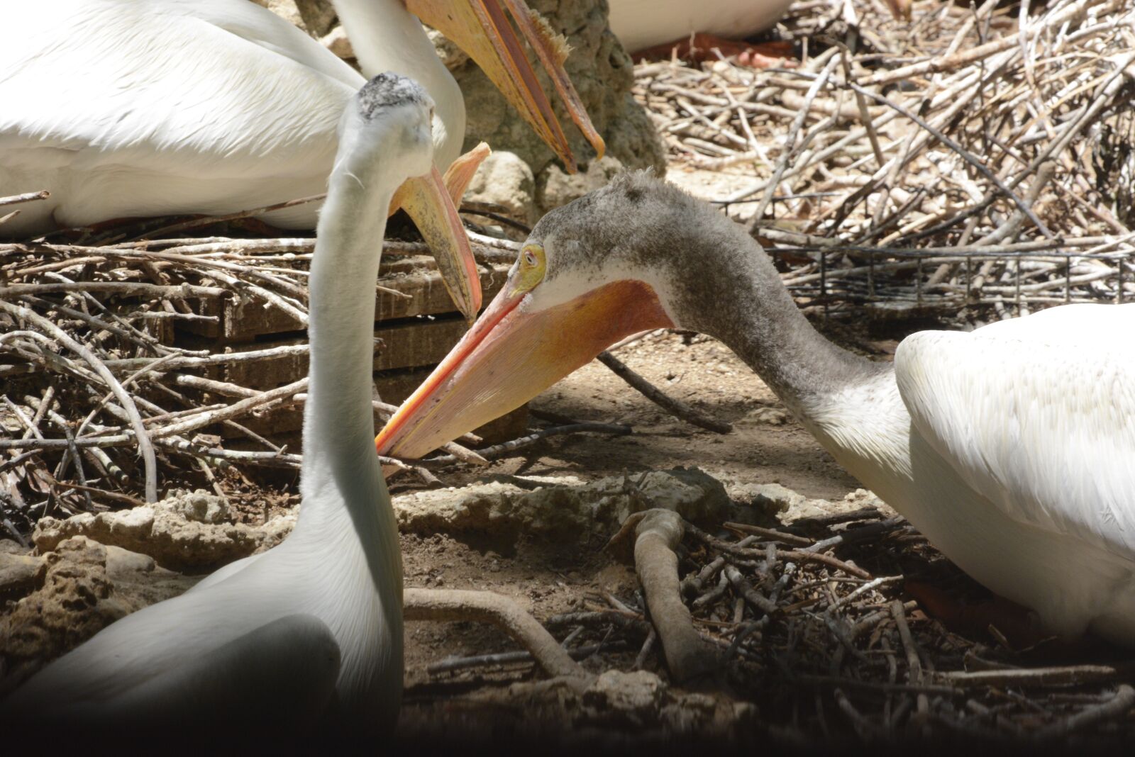 Nikon D7100 sample photo. Pelican, bird, animal photography