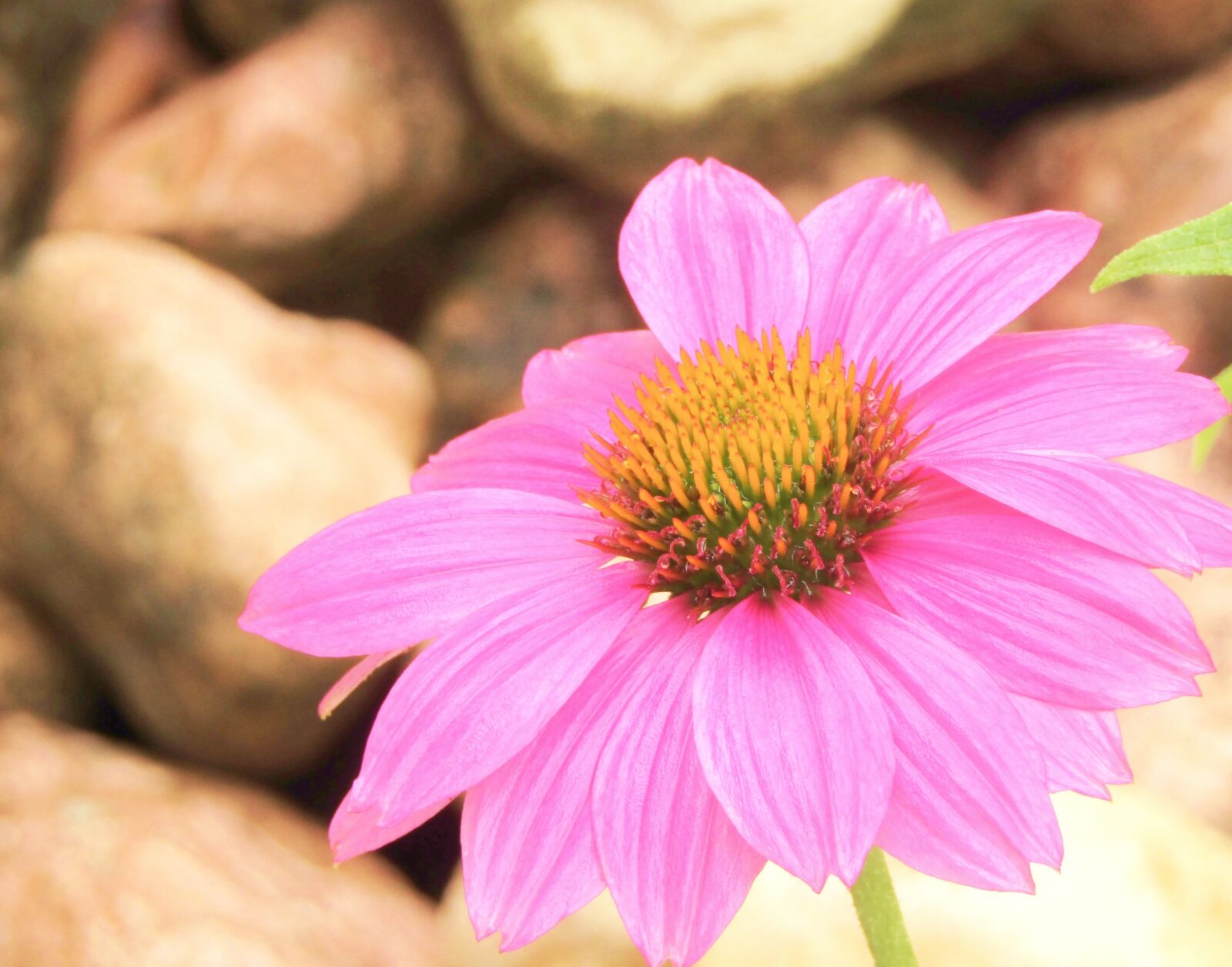 Canon POWERSHOT SX432 IS sample photo. Echinacea, fine flower, coneflower photography