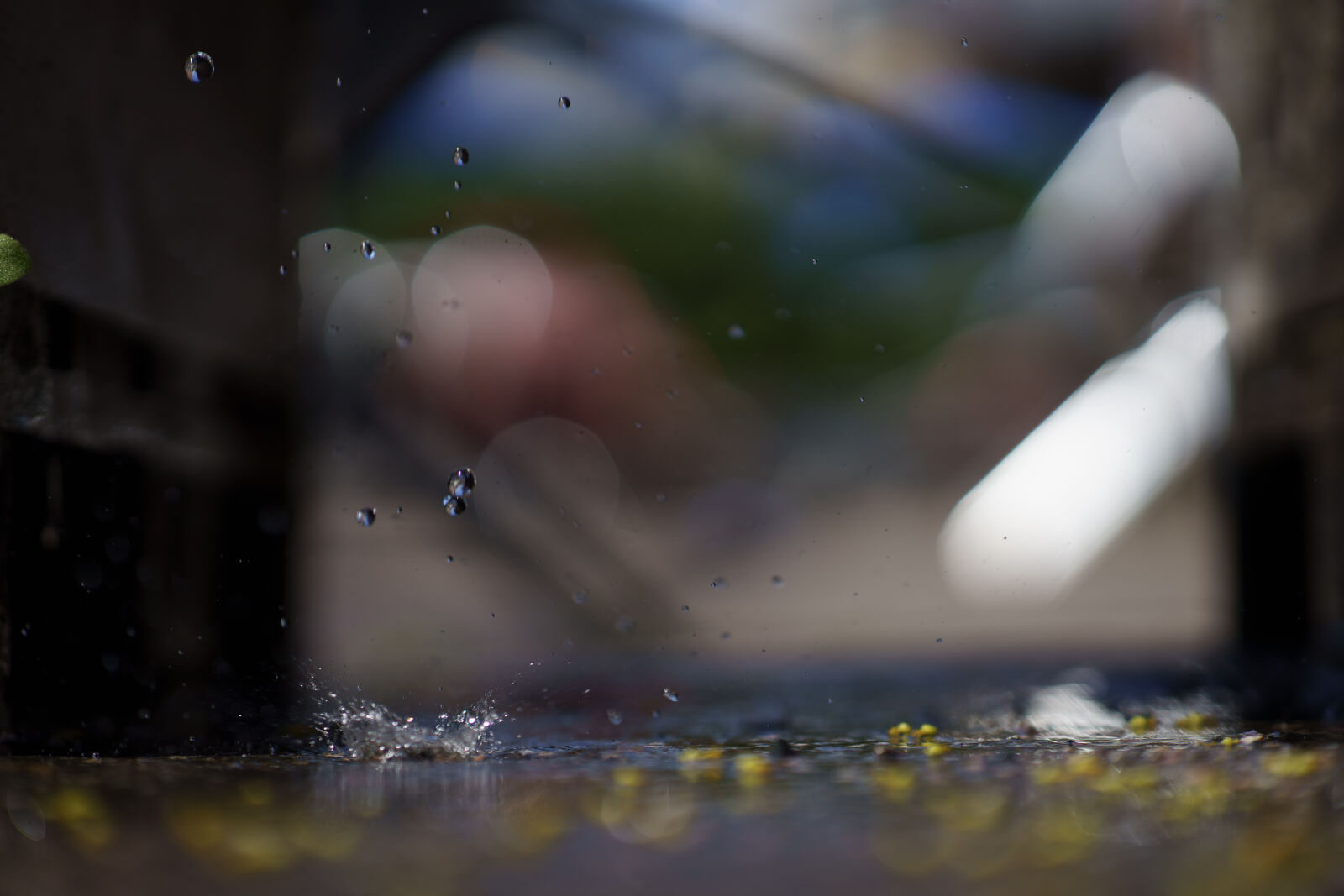 Sony a7R IV sample photo. Droplet bokeh photography