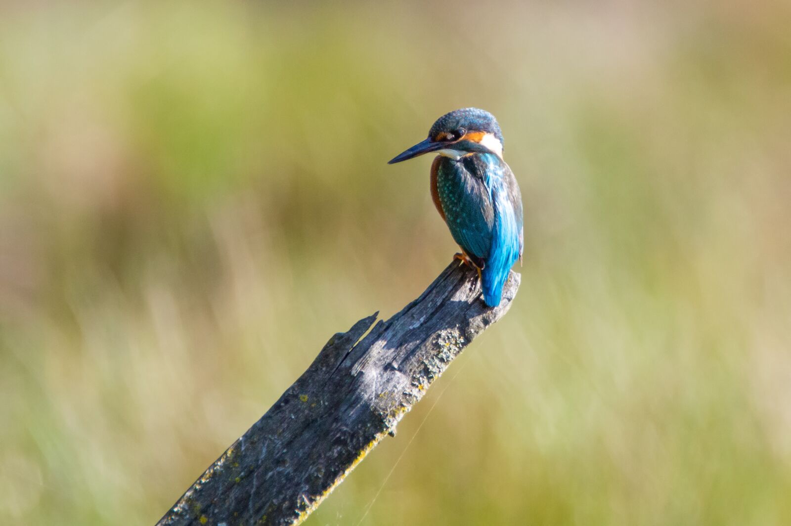Tamron SP 150-600mm F5-6.3 Di VC USD sample photo. Kingfisher, nature, bird photography