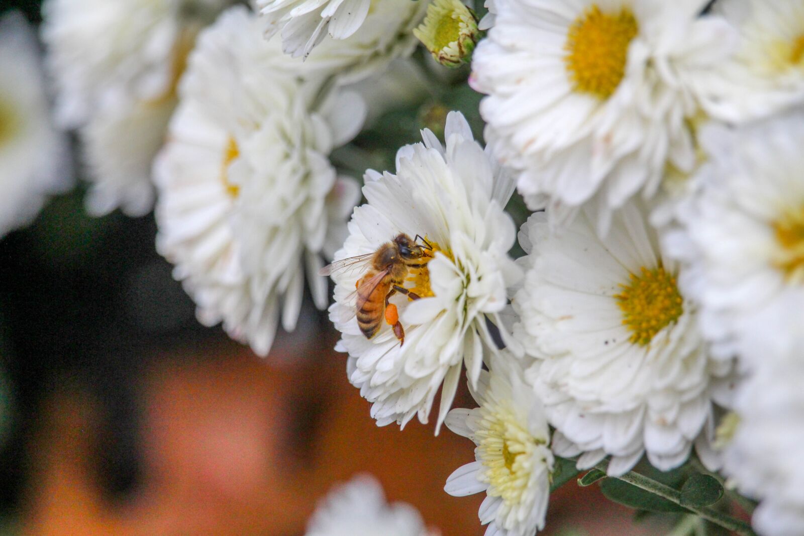 Canon EOS 700D (EOS Rebel T5i / EOS Kiss X7i) sample photo. Bee, flower, flora photography