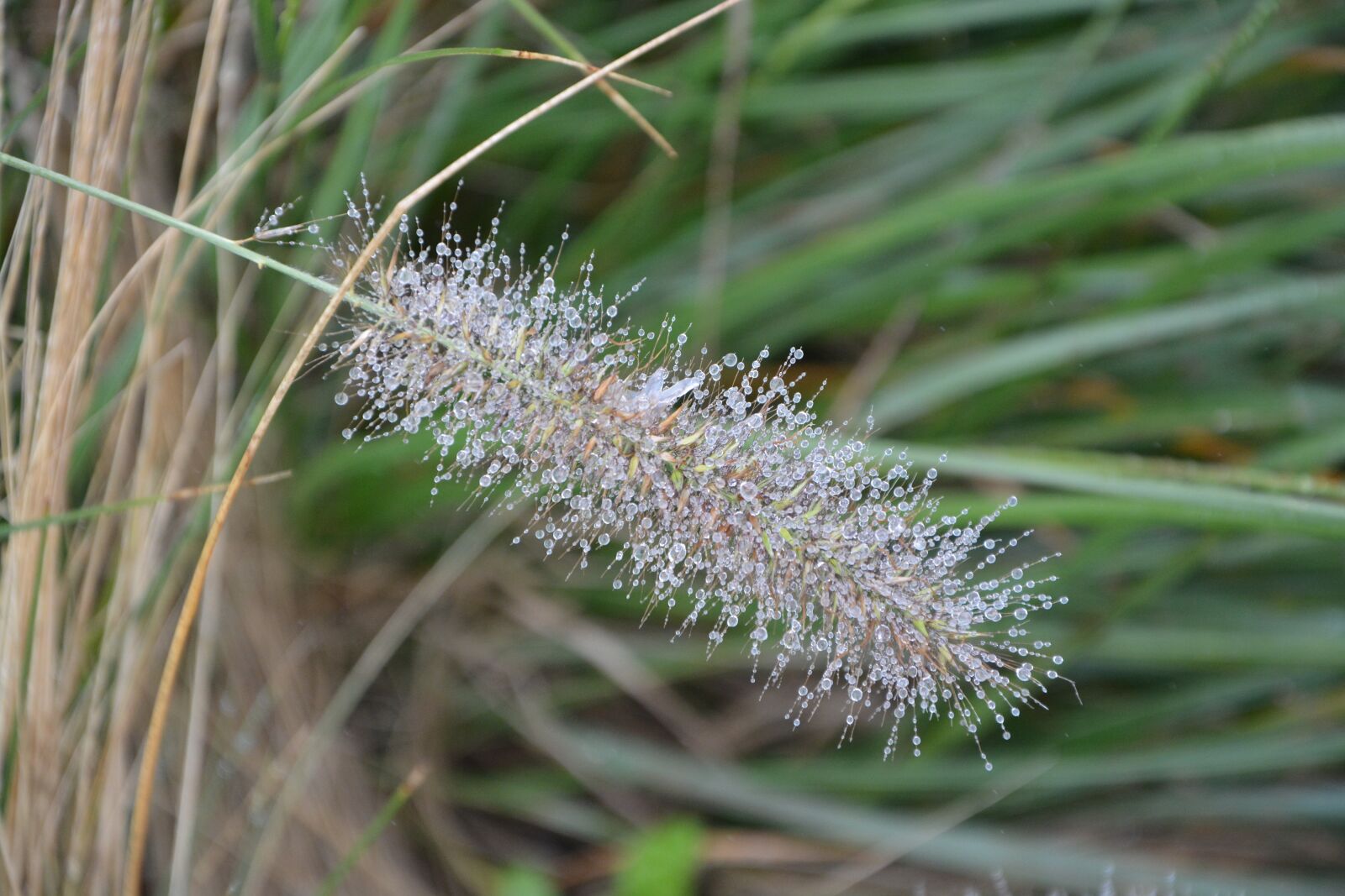 Nikon D5200 sample photo. Plants, grass, plant photography