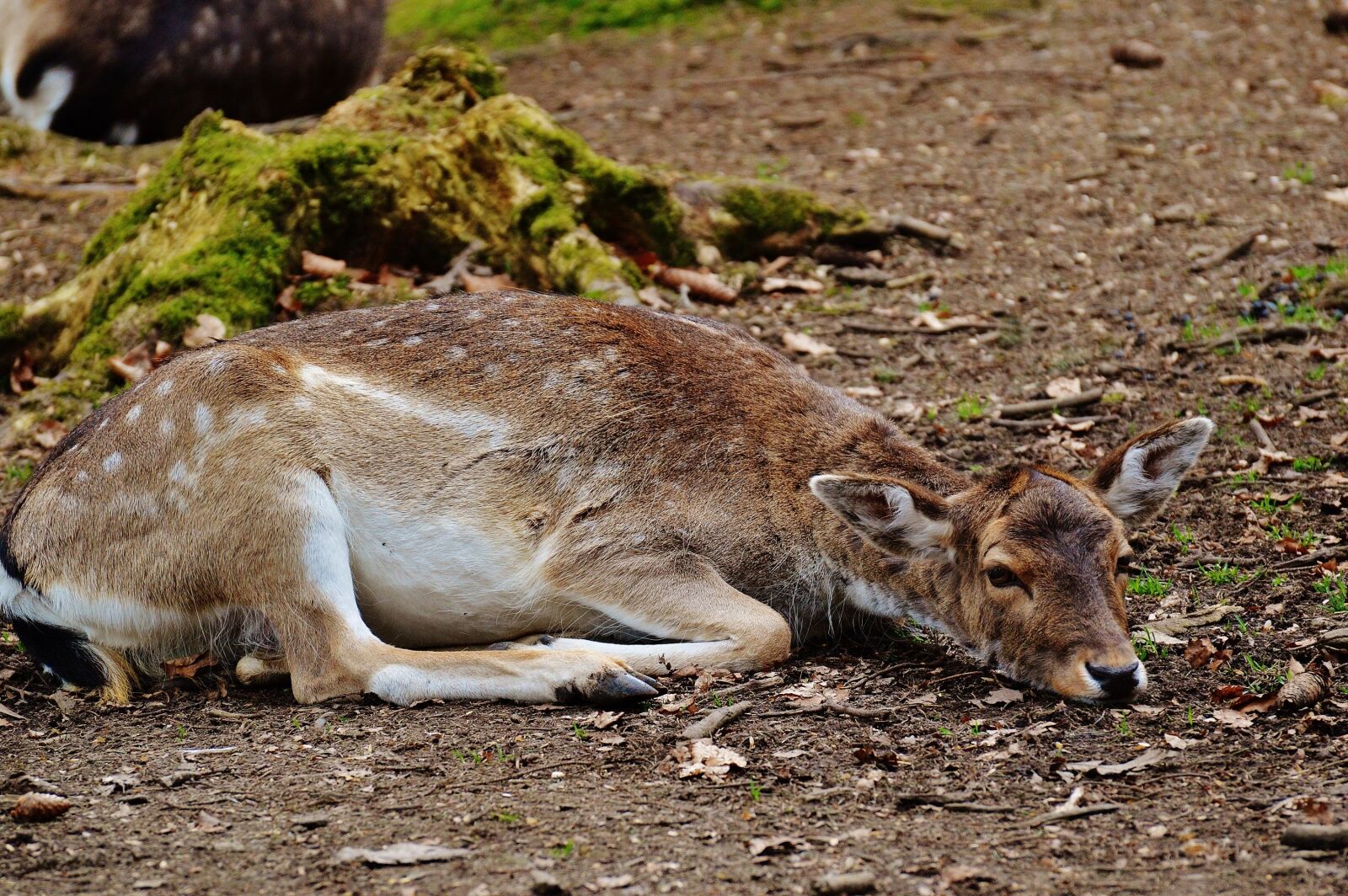 Nikon D3200 sample photo. Wild, roe deer, wildpark photography