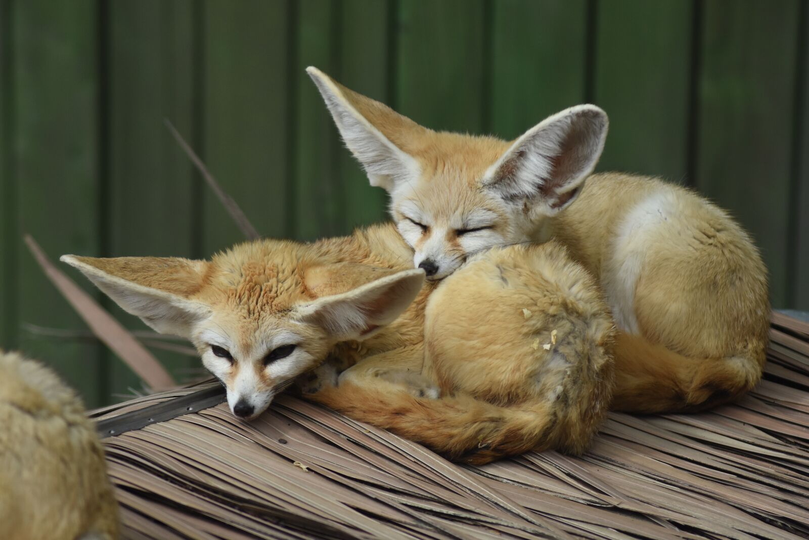 Nikon D7200 sample photo. Desert fox, zoo, animal photography