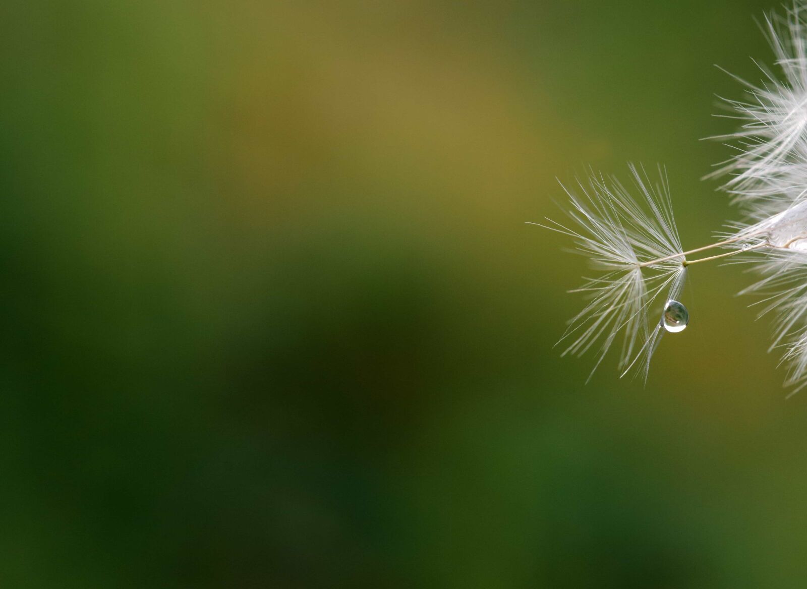 Nikon D3300 sample photo. Flower, nature, dandelion, summer photography