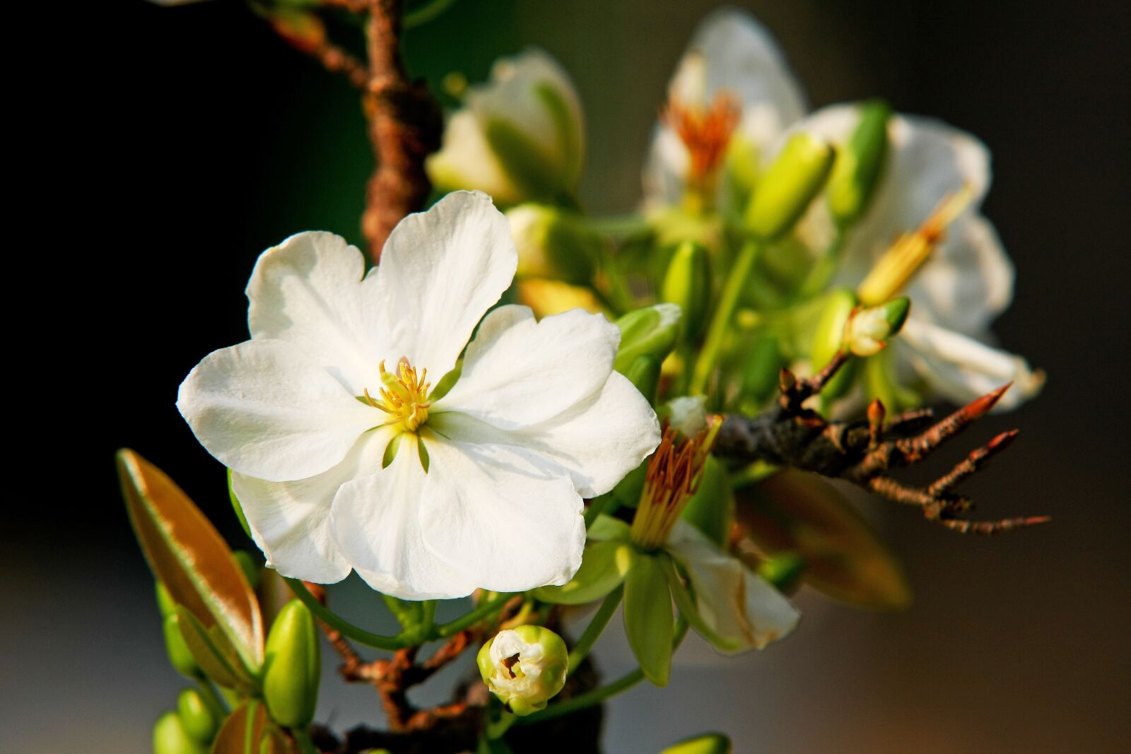 Canon EOS 40D sample photo. Flower, petal, green photography