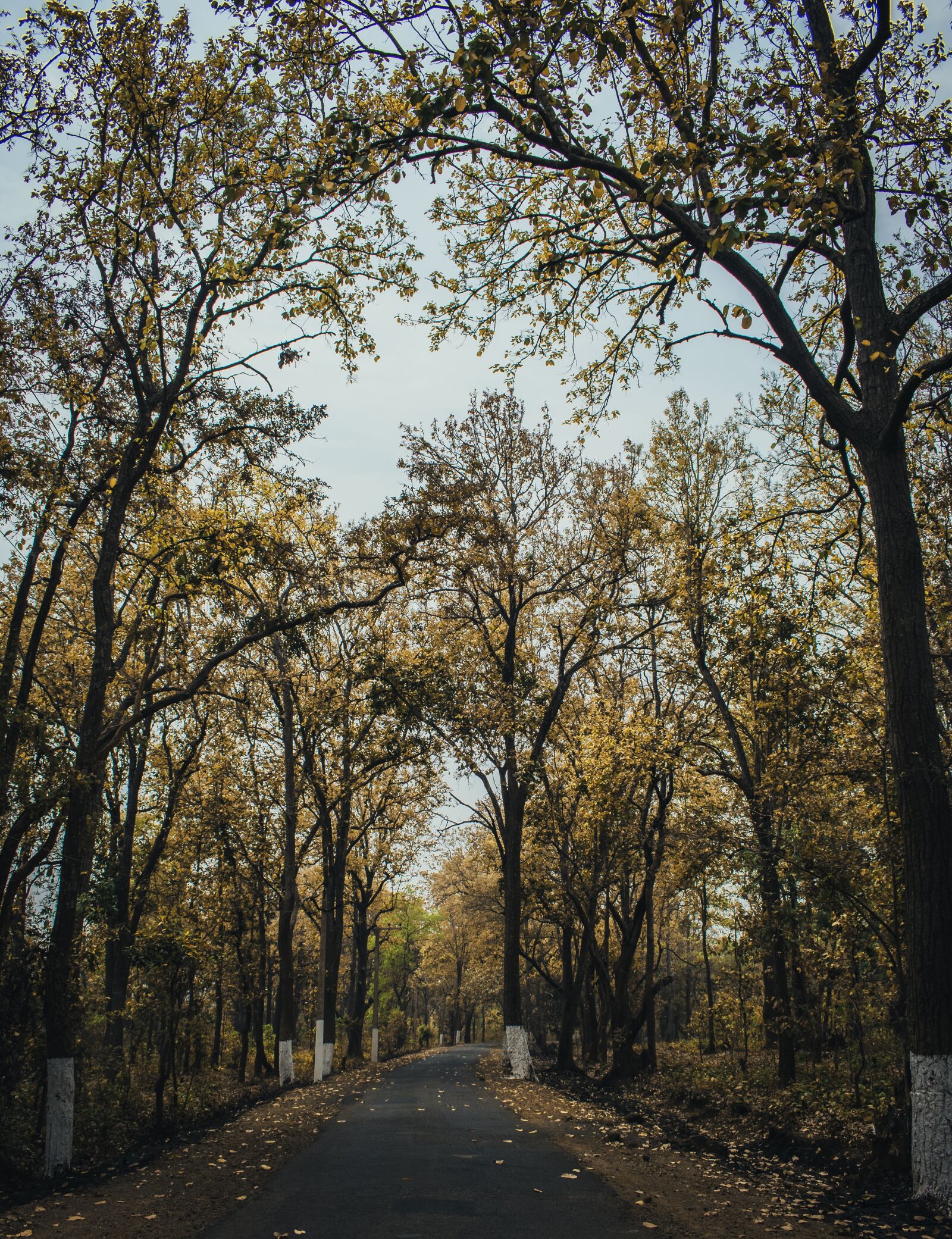 Nikon D5500 sample photo. Nature, tree, l photography